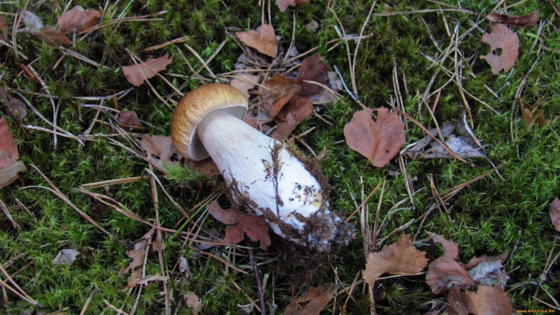 еда, грибы, , грибные, блюда, мох, листья, боровик