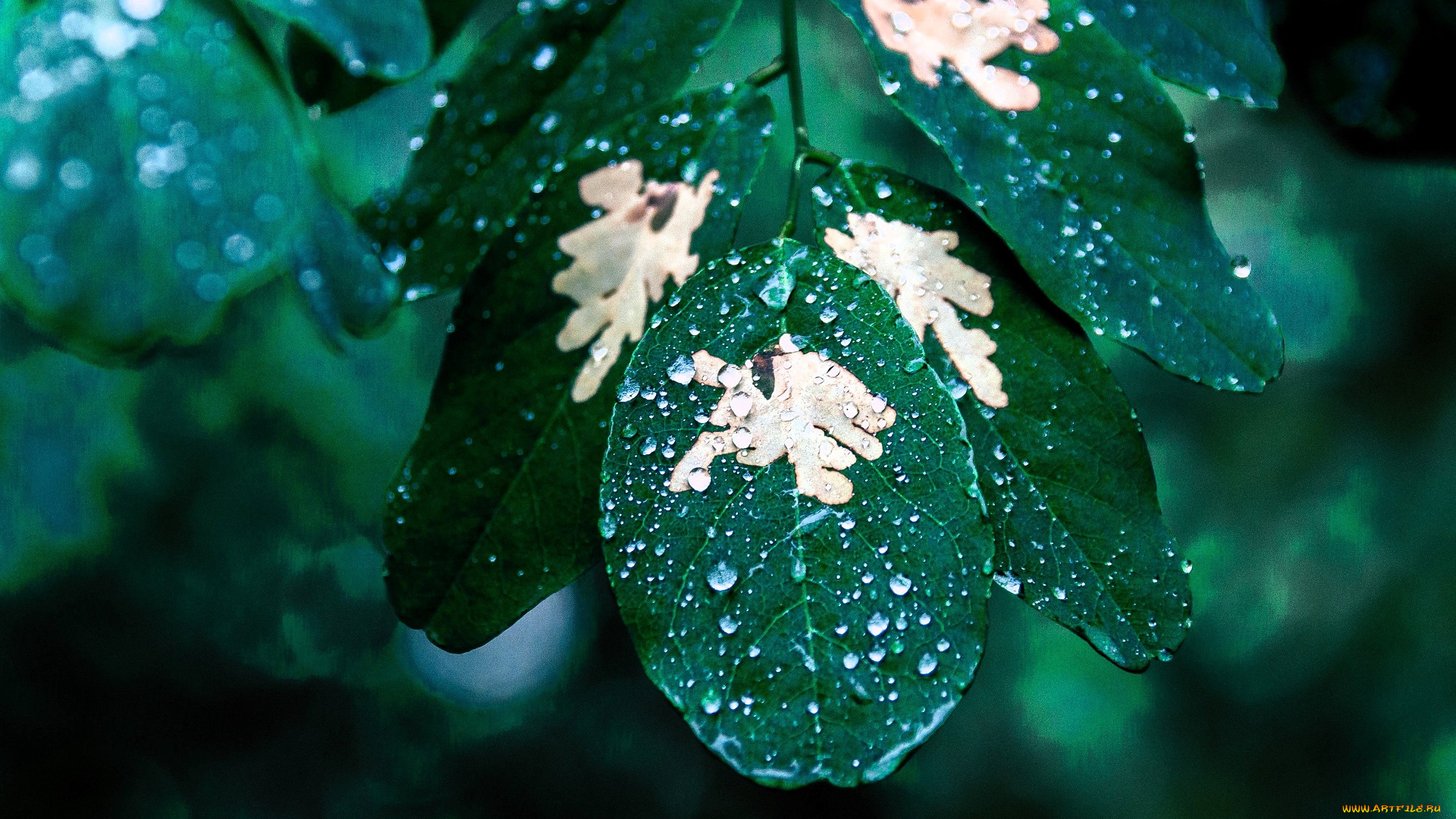 природа, листья, капли, ветки