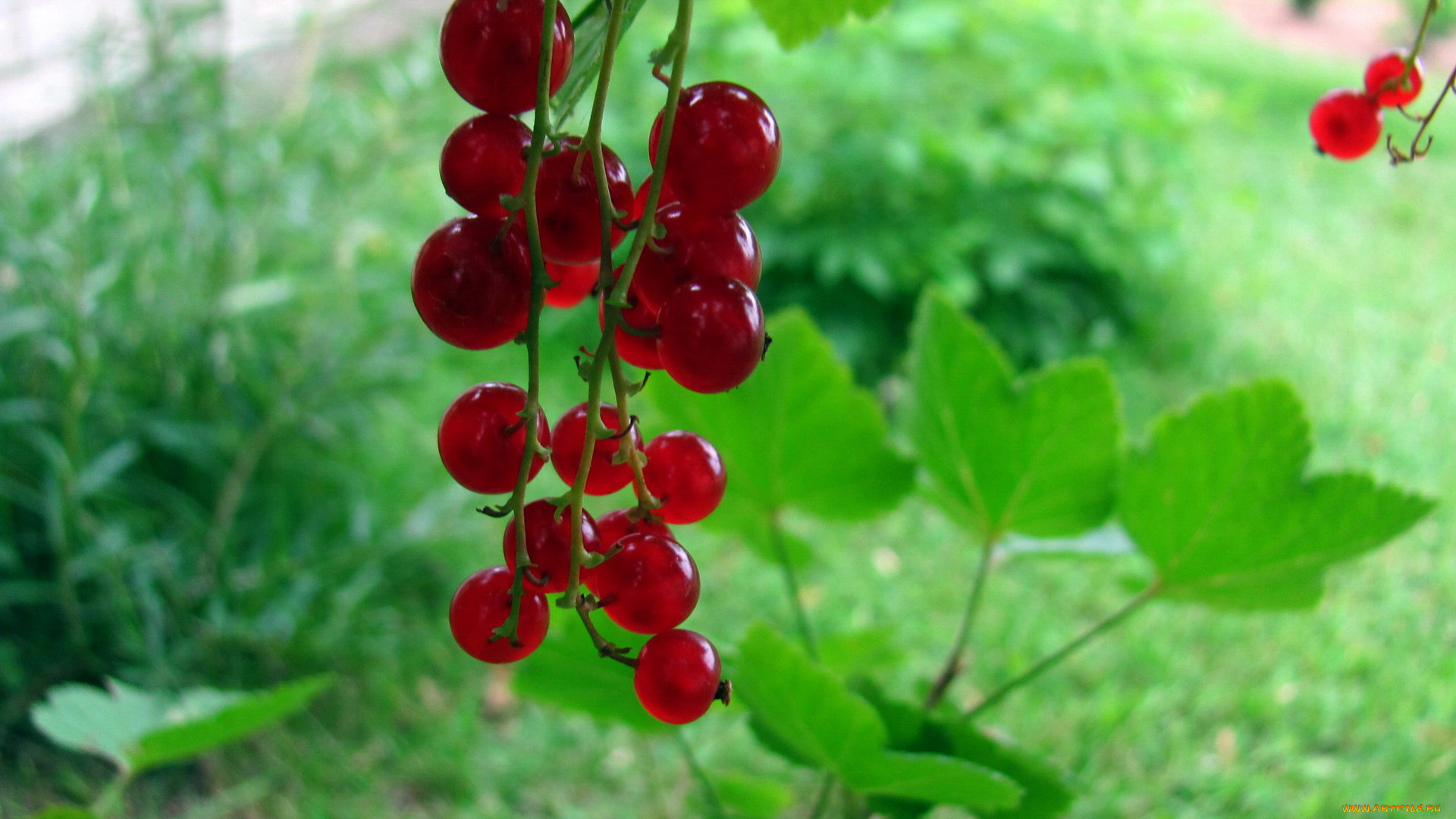 природа, ягоды, смородина, красная