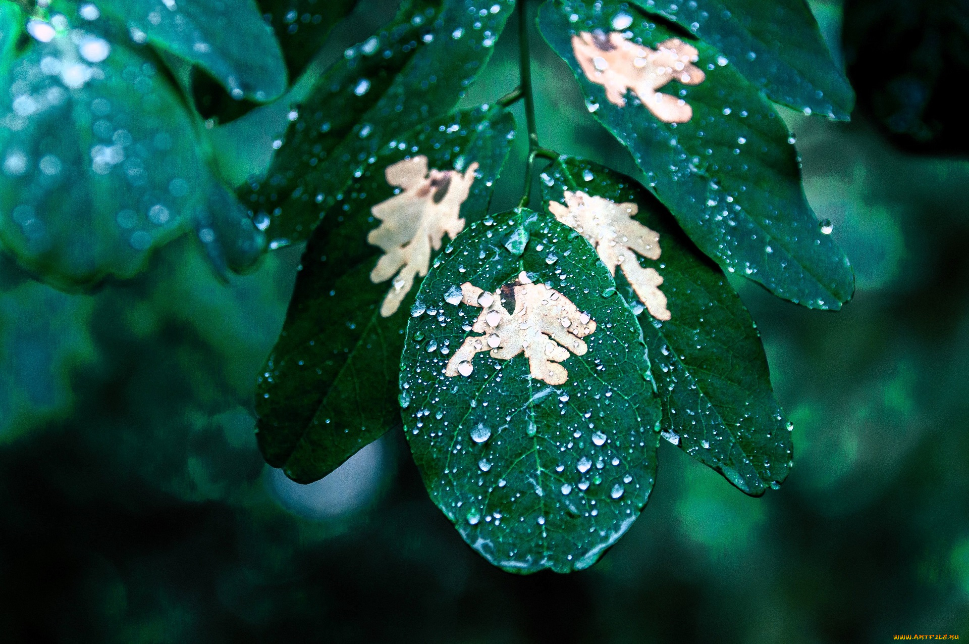 природа, листья, капли, ветки