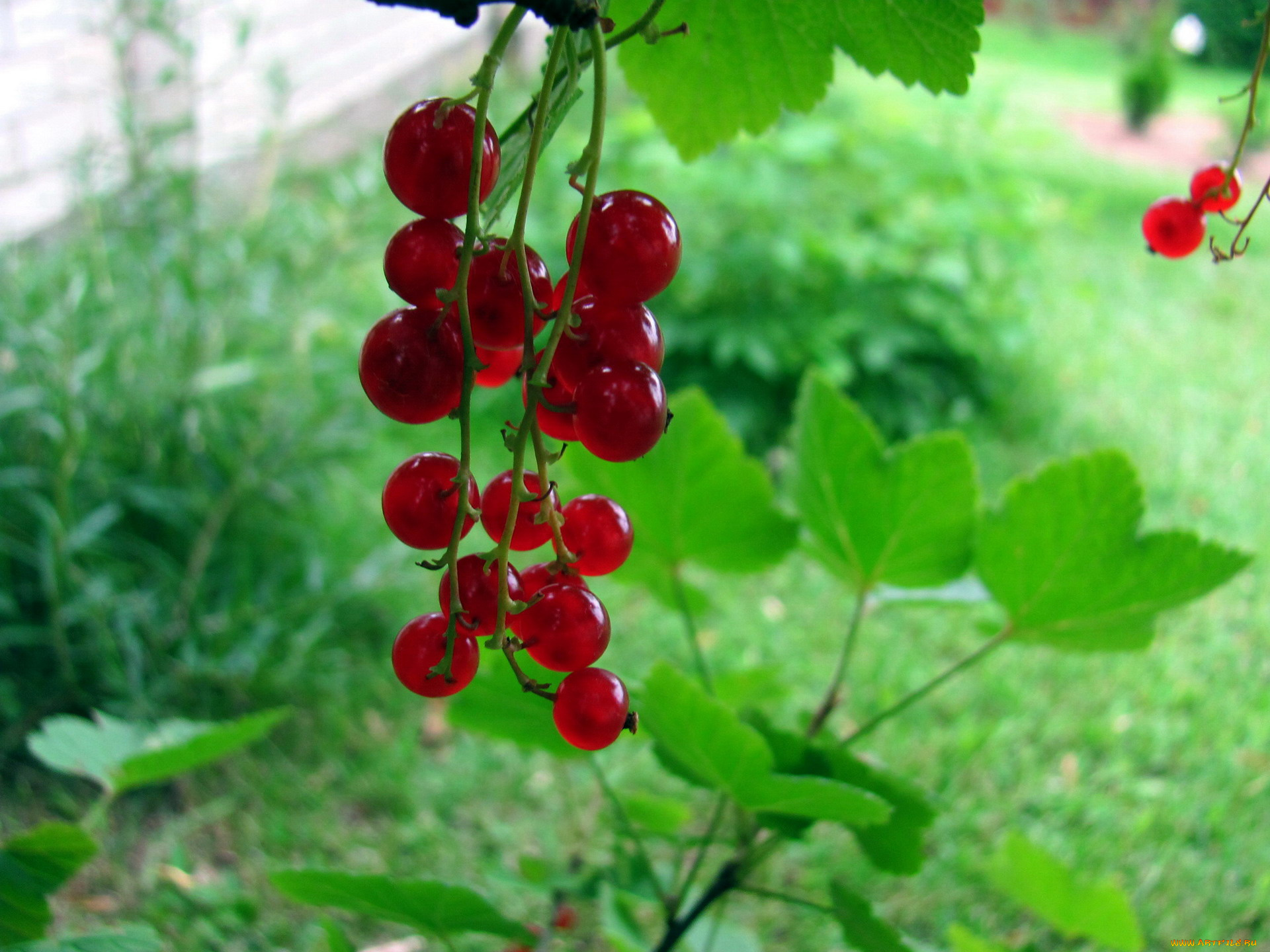 природа, ягоды, смородина, красная