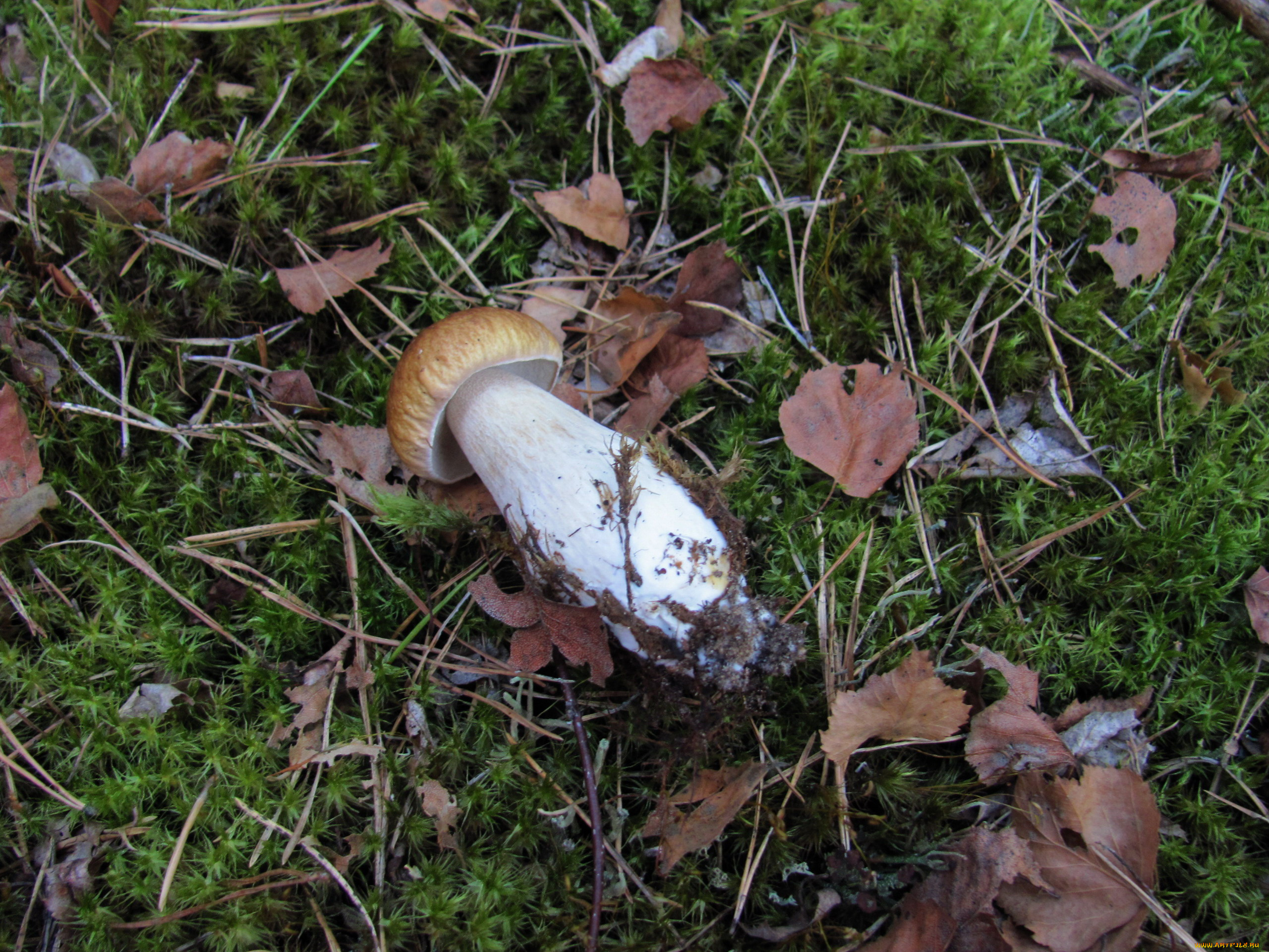 еда, грибы, , грибные, блюда, мох, листья, боровик