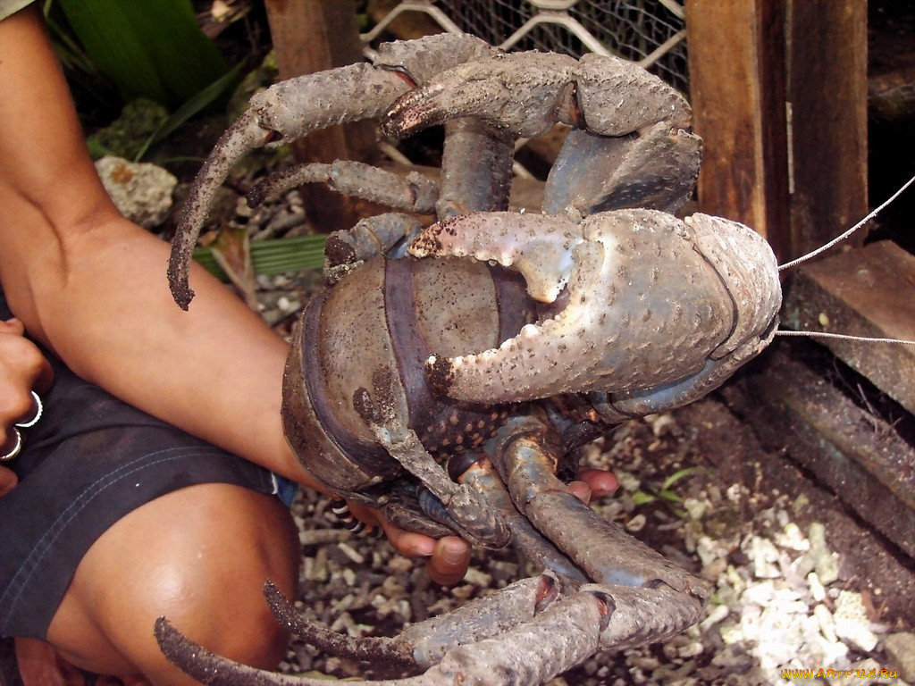 now, thats, crab, животные, крабы, раки