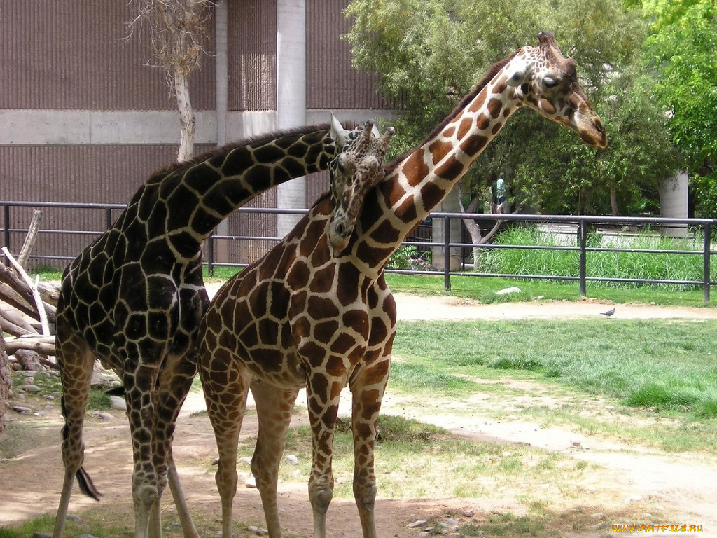 spring, fling, животные, жирафы