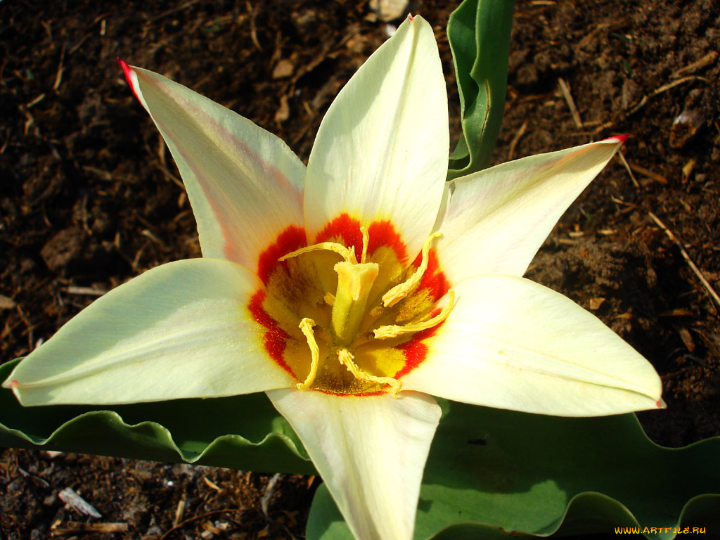 цветы, тюльпаны