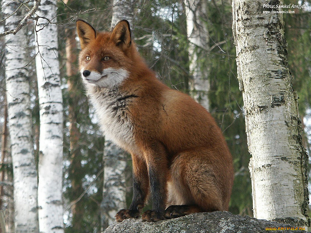 куда, девались, мои, мышки, животные, лисы