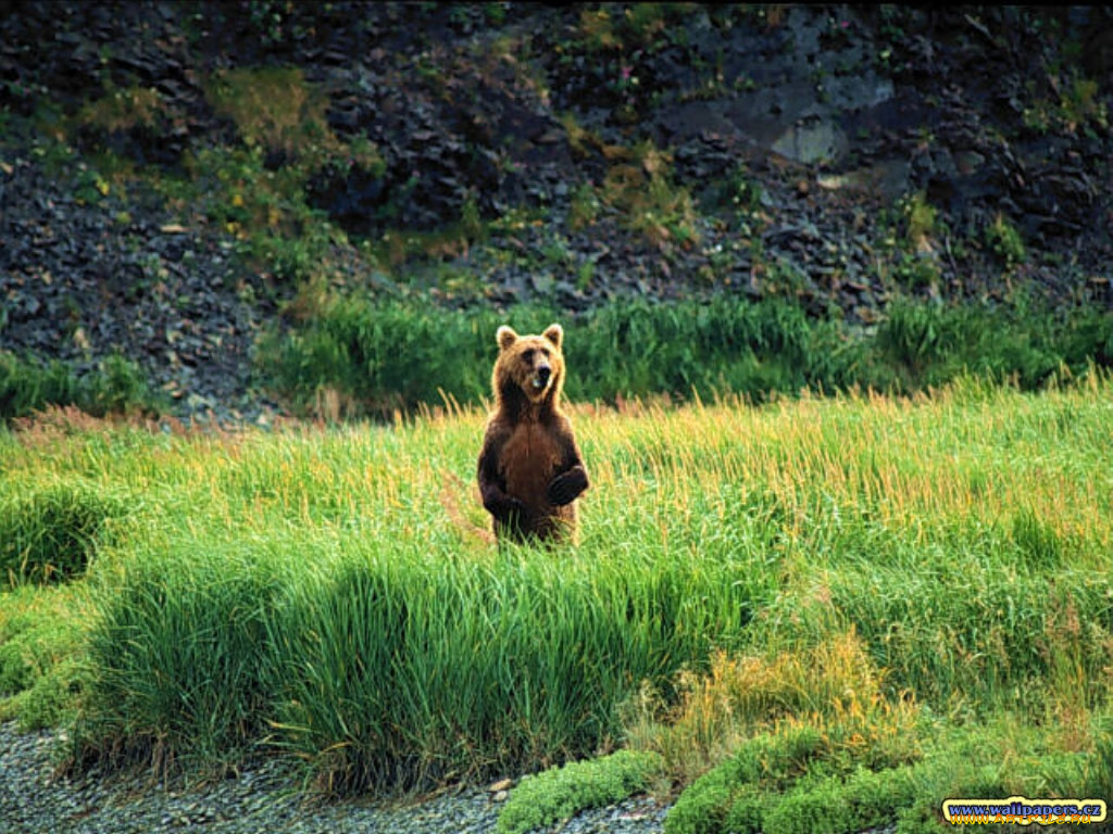 один, поле, воин, животные, медведи