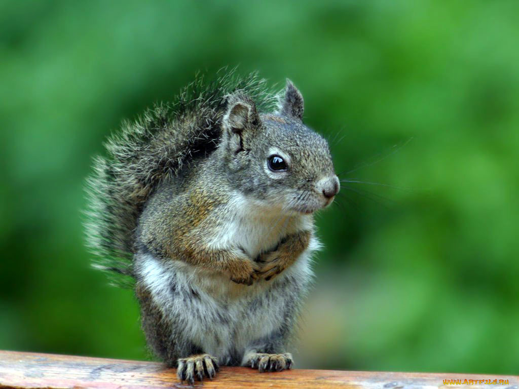 ой, куда, же, собиралась, животные, белки