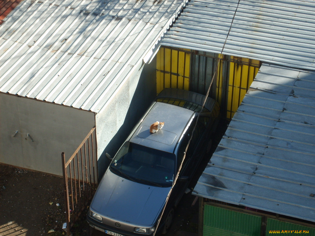 животные, коты