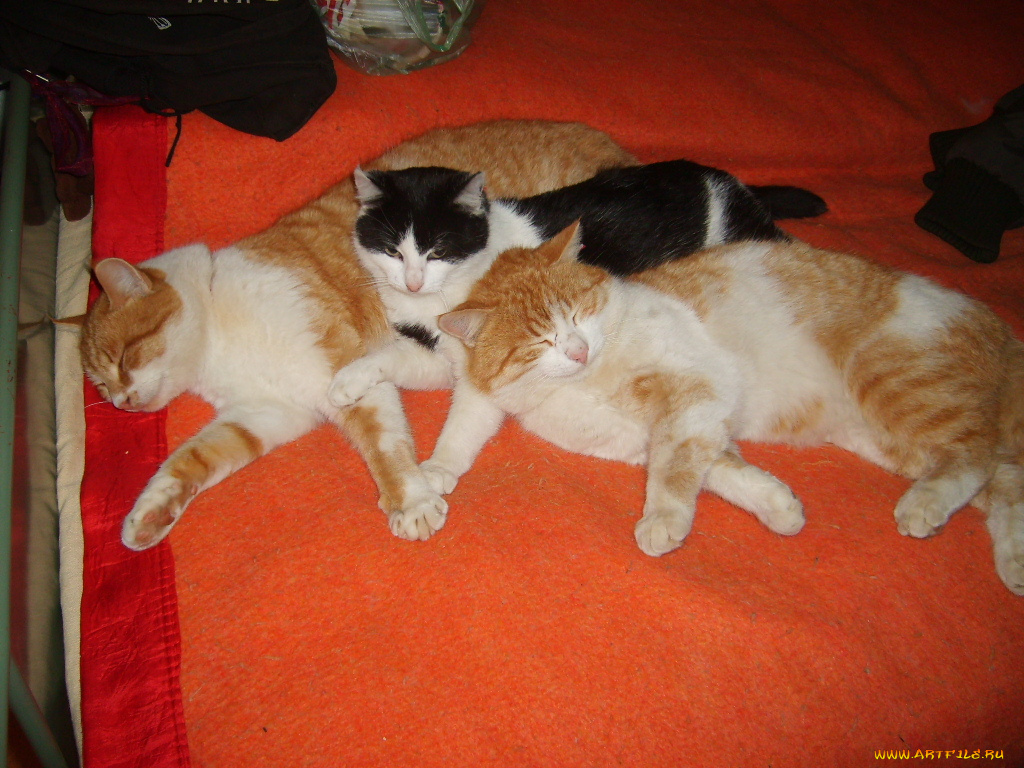 животные, коты