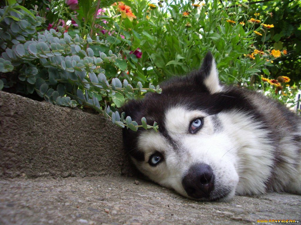 животные, собаки