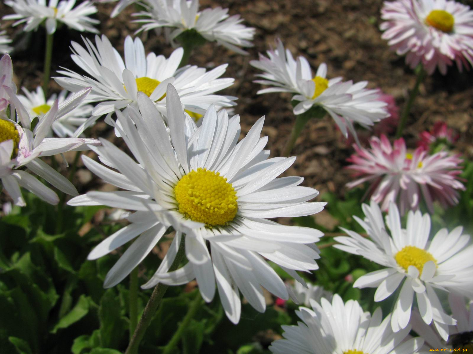 цветы, маргаритки