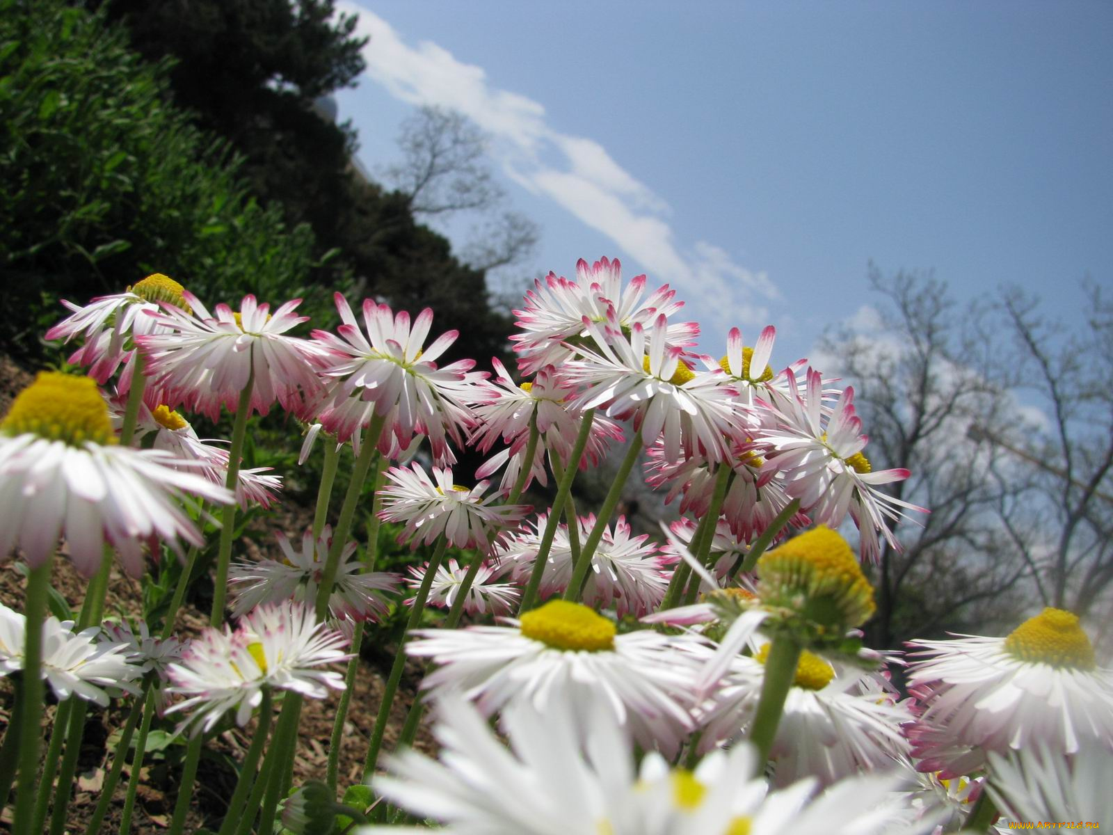 цветы, маргаритки