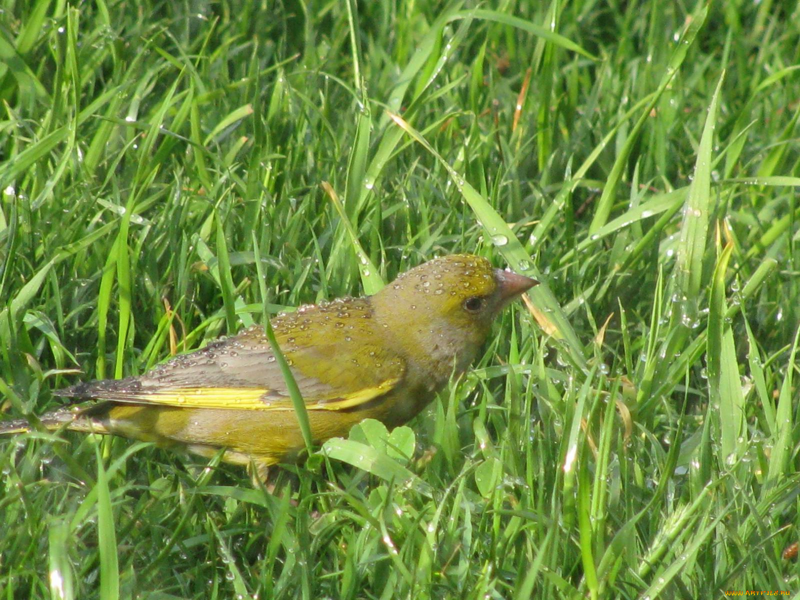 животные, птицы