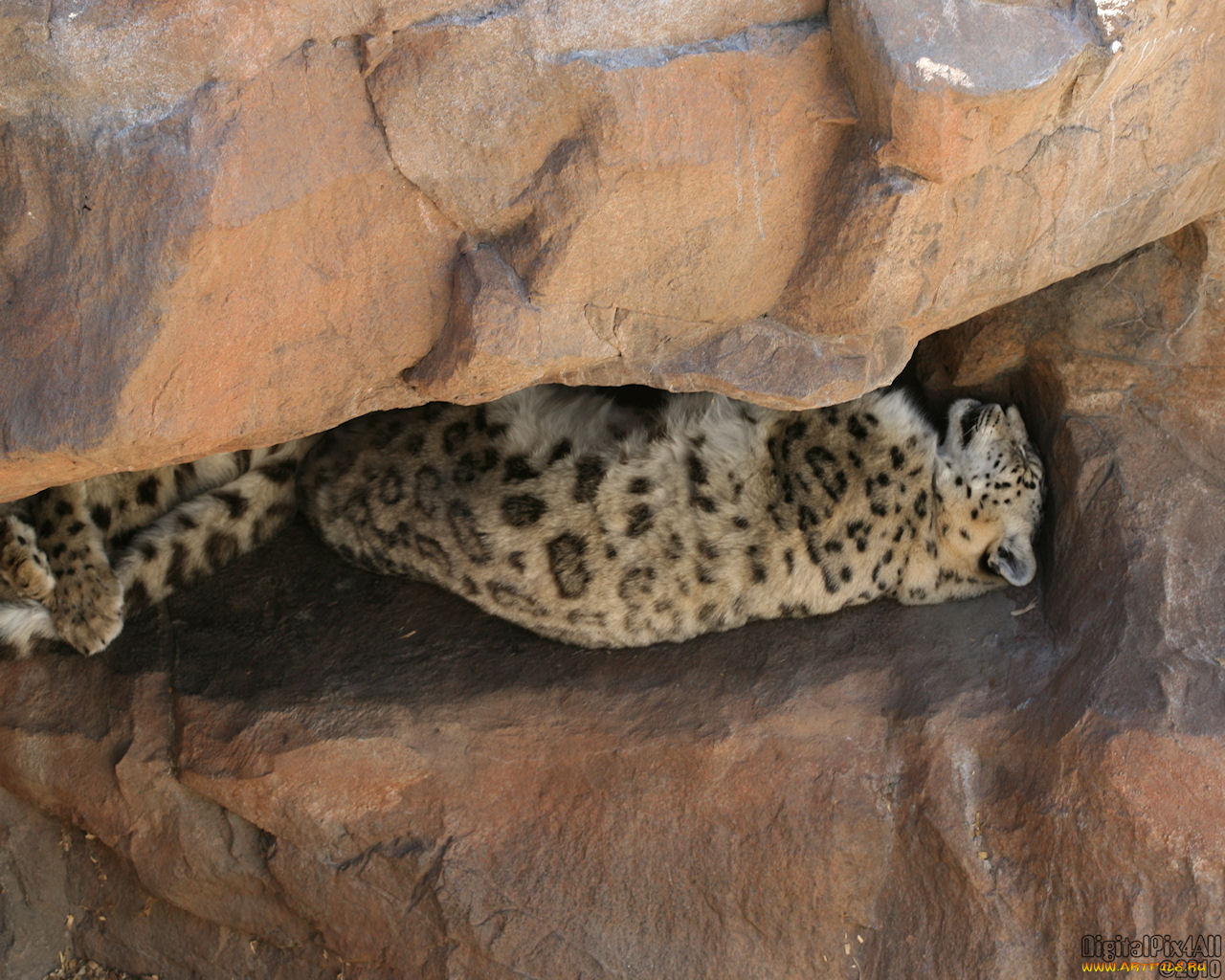 животные, снежный, барс, ирбис