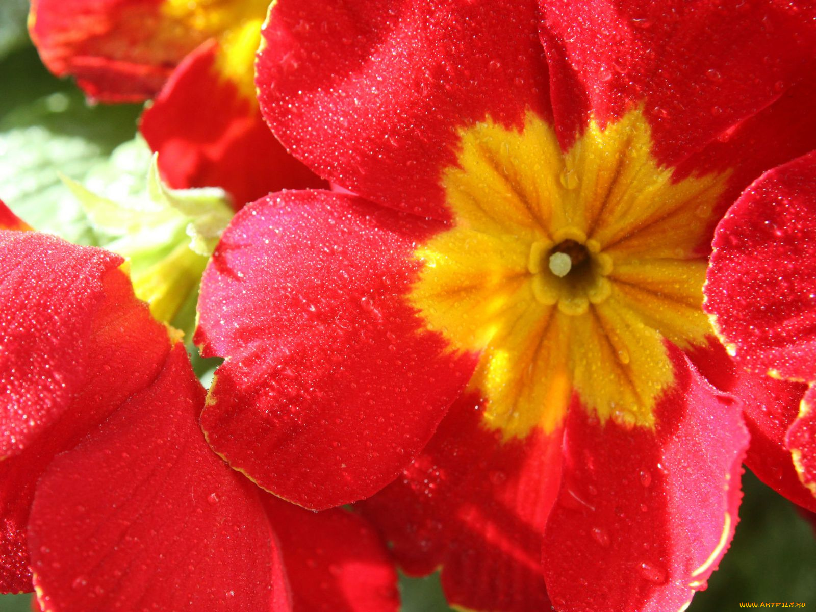 цветы, примулы, примула