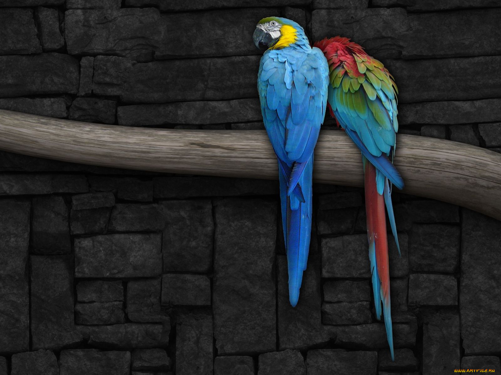 животные, попугаи