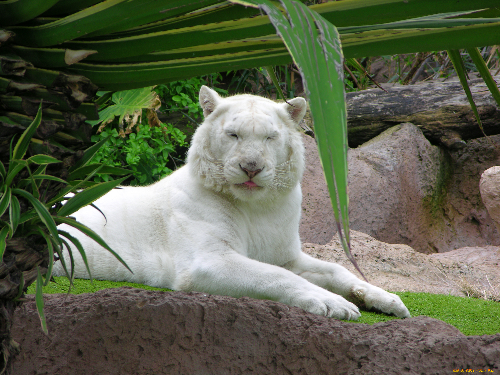 животные, тигры