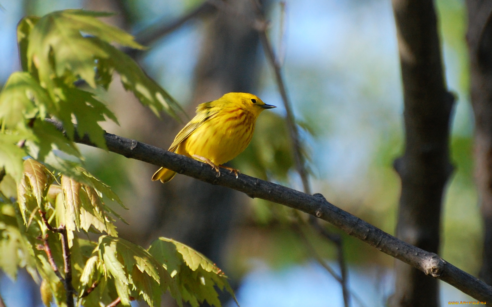 животные, птицы