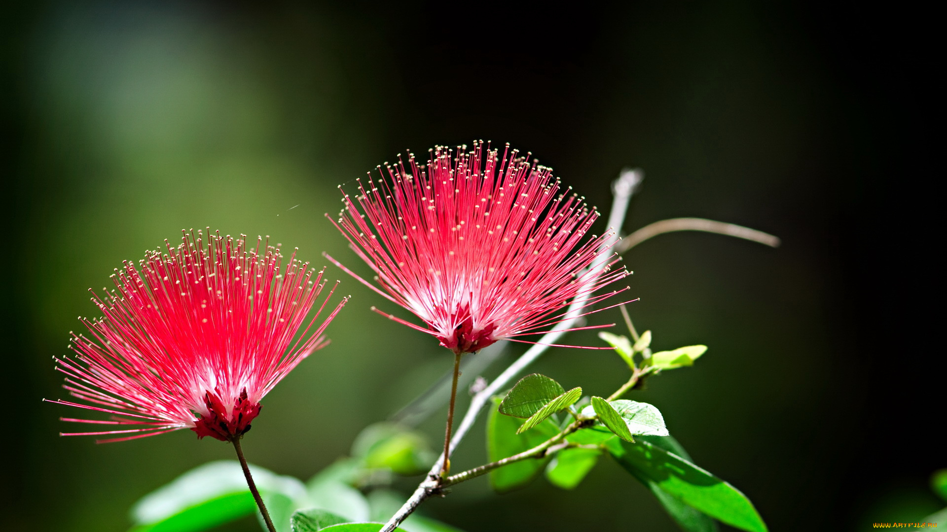 цветы, акация