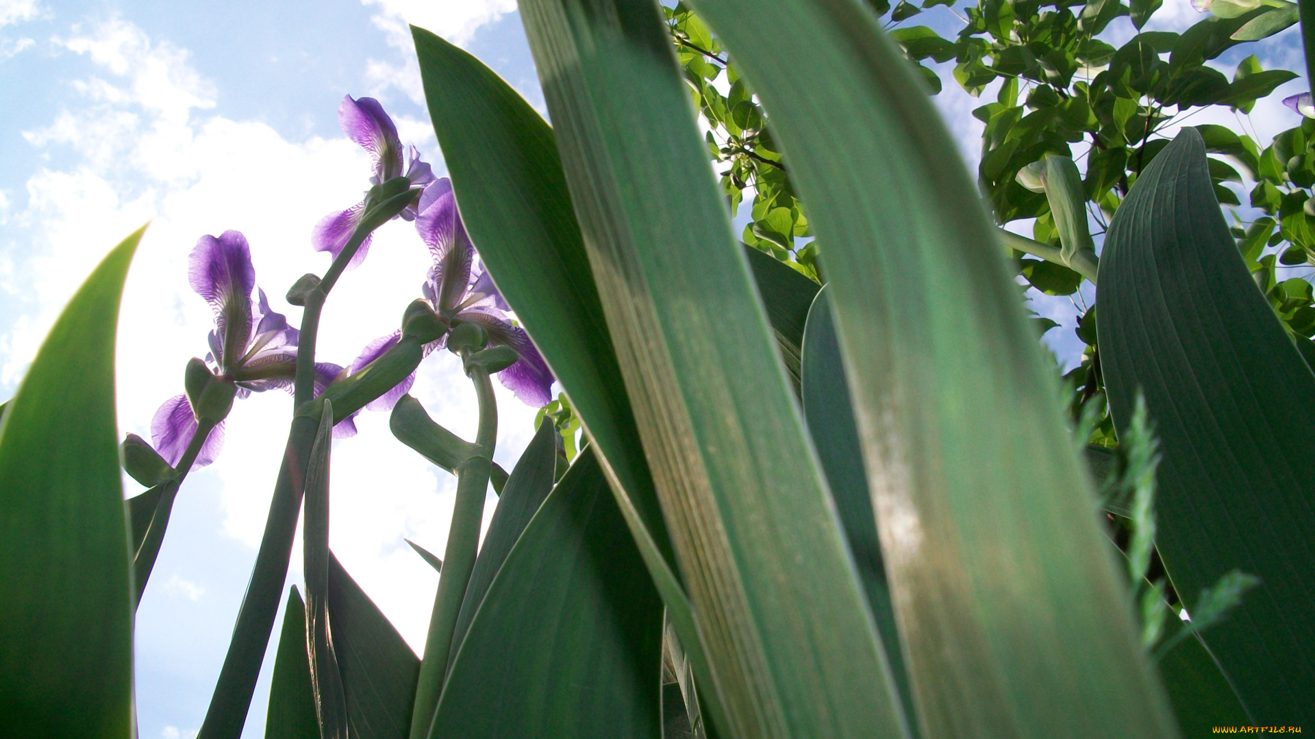 цветы, ирисы
