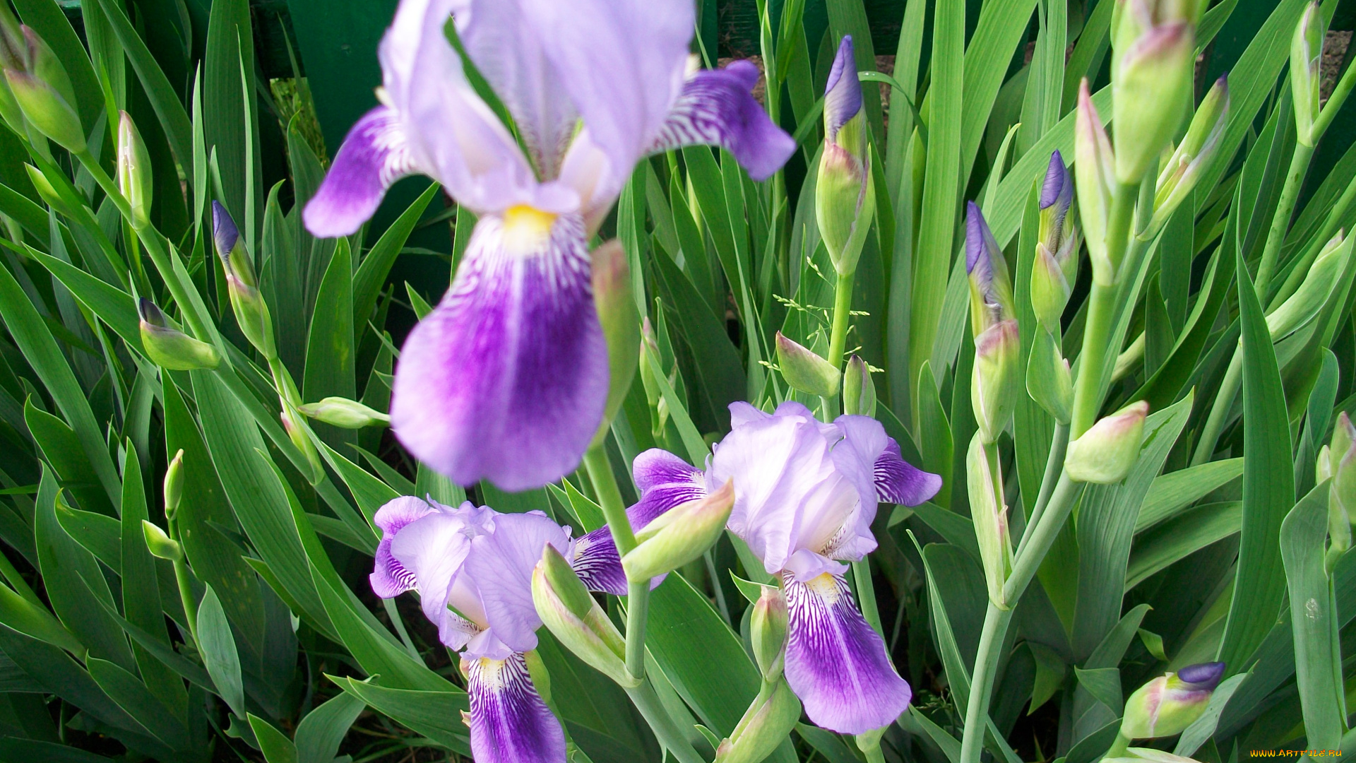 цветы, ирисы