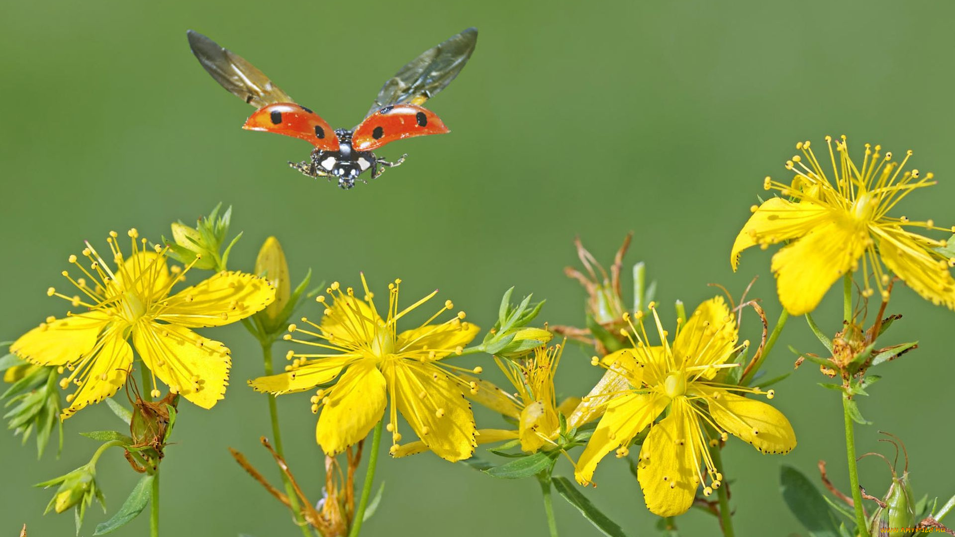 цветы, луговые, полевые
