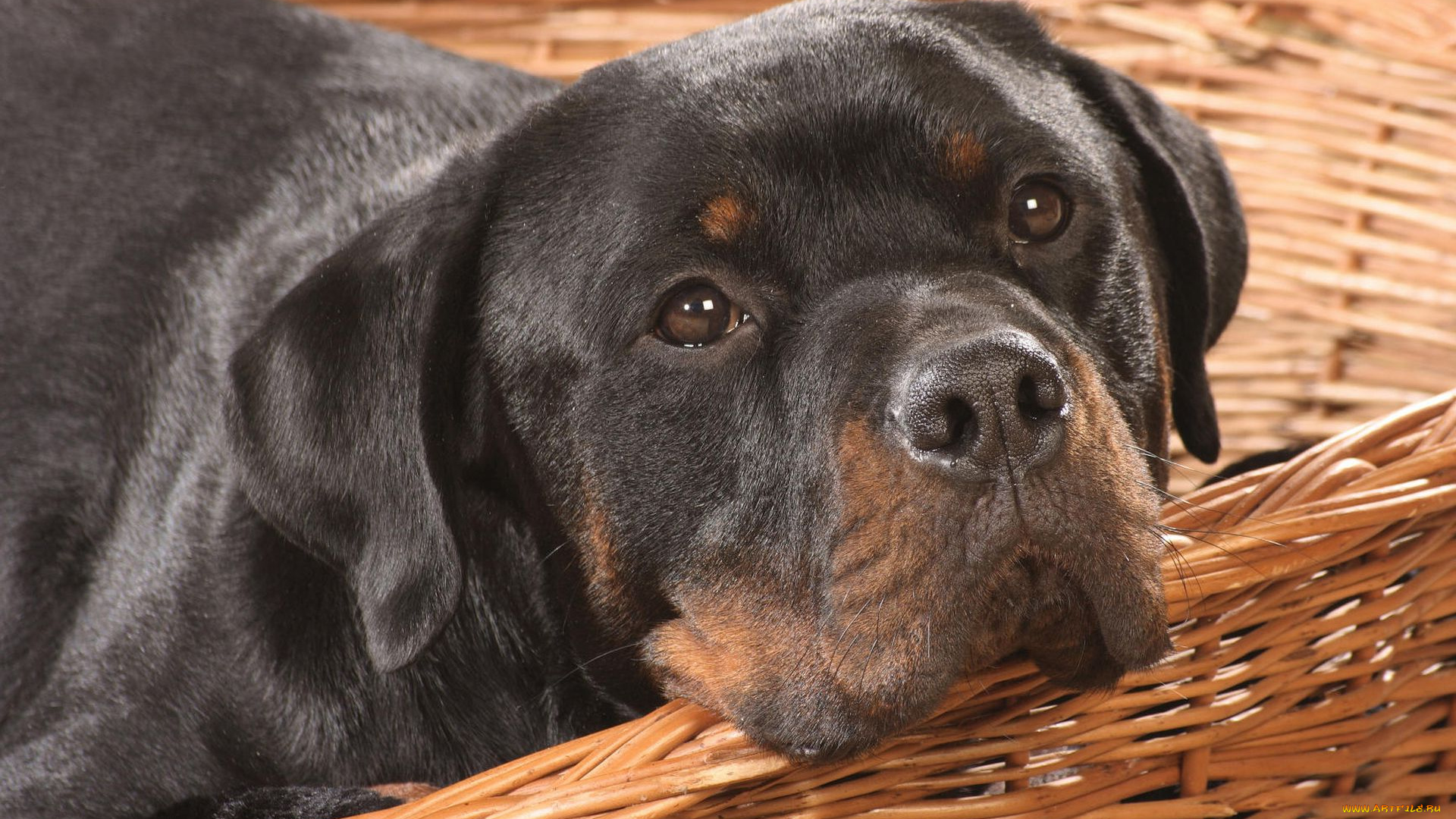 животные, собаки