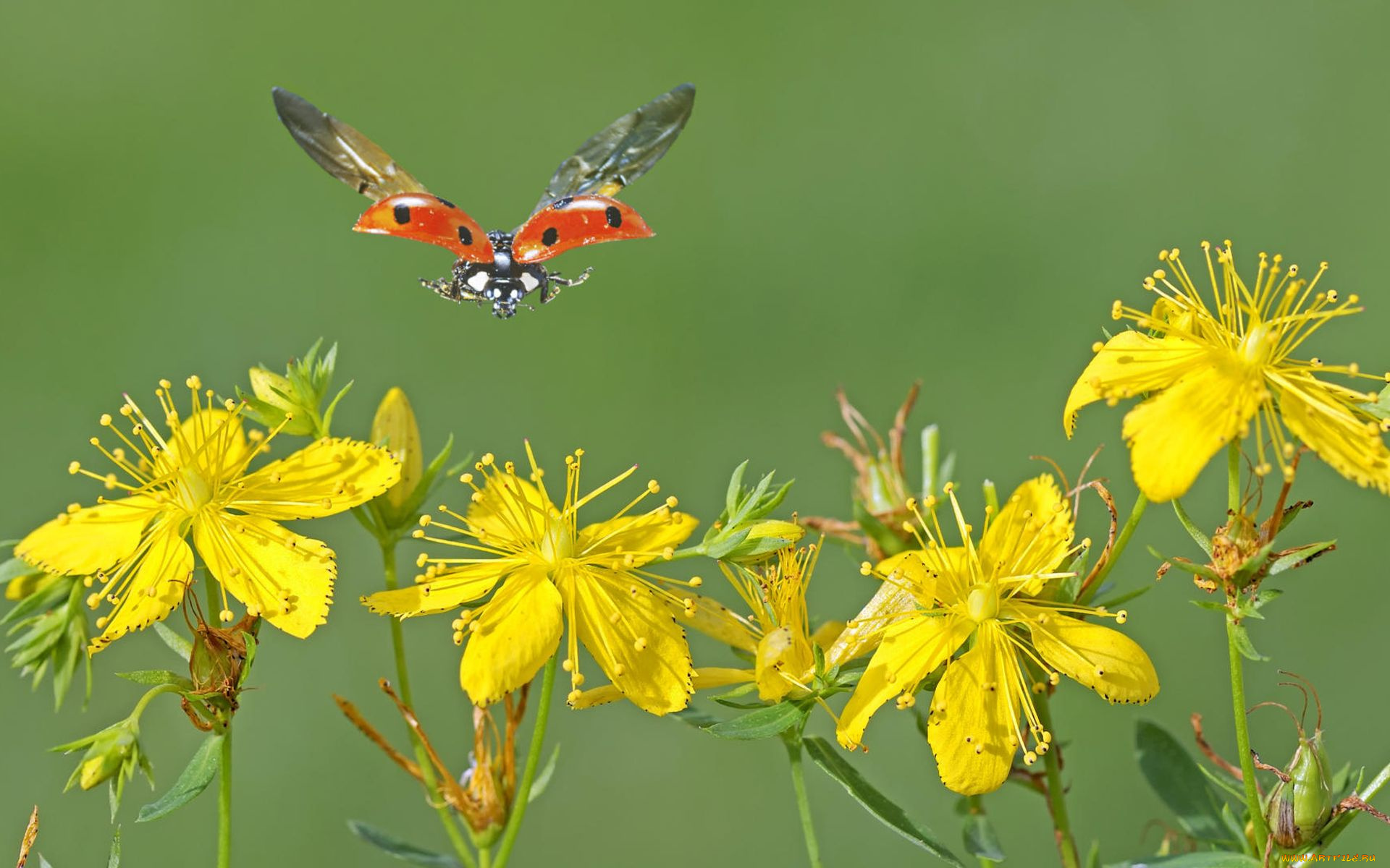 цветы, луговые, полевые