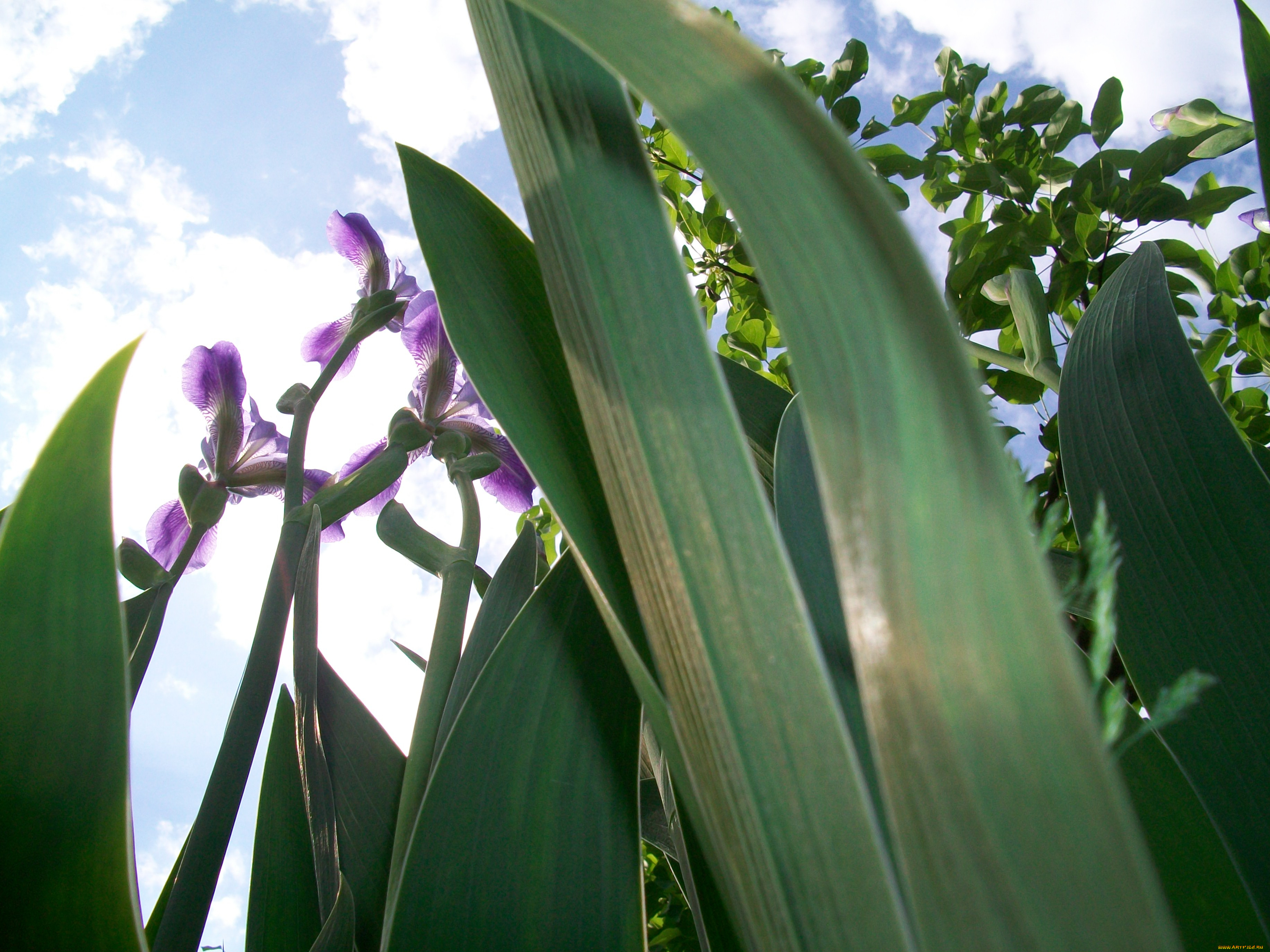 цветы, ирисы