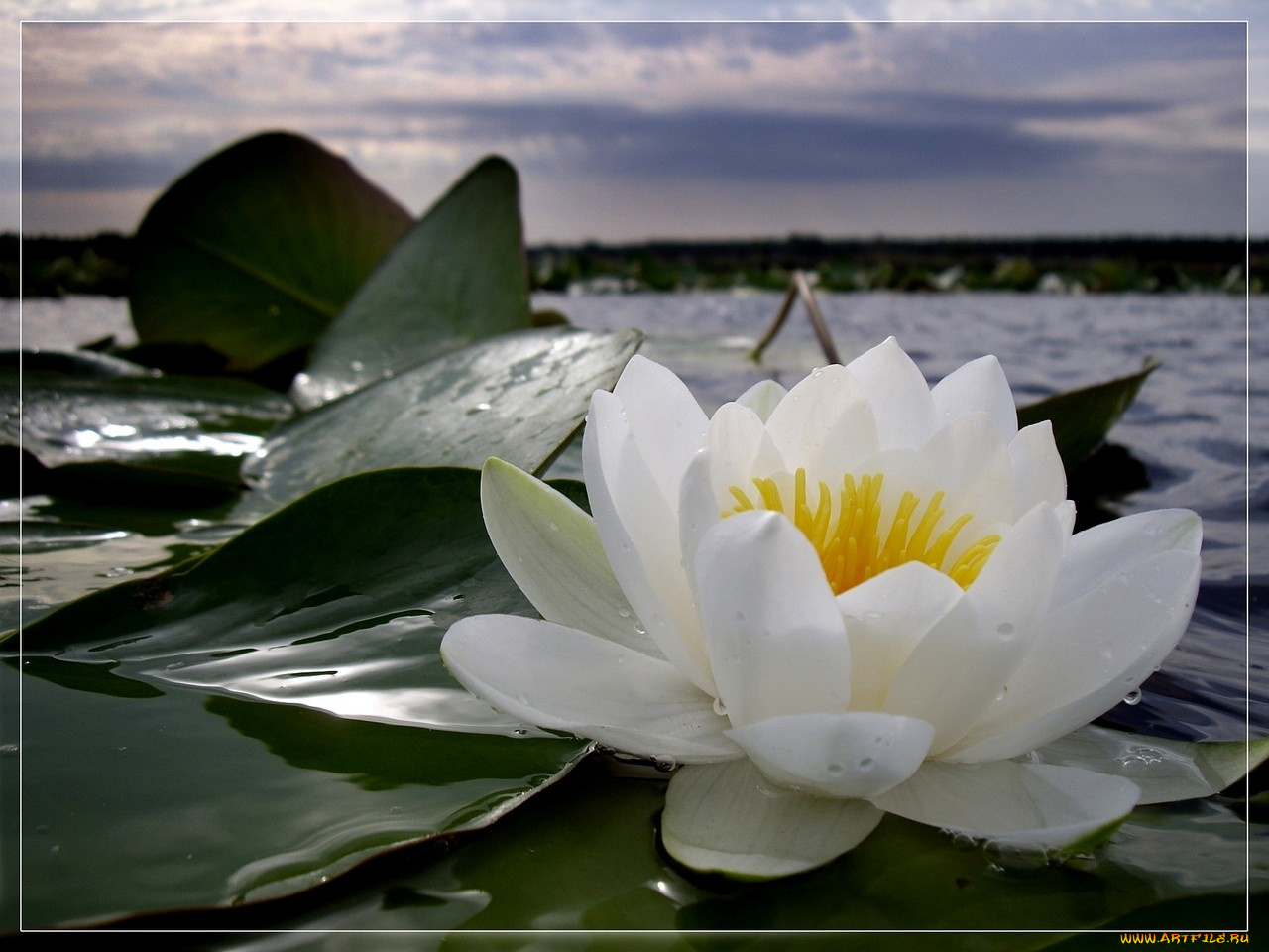 цветы, лилии, водяные, нимфеи, кувшинки