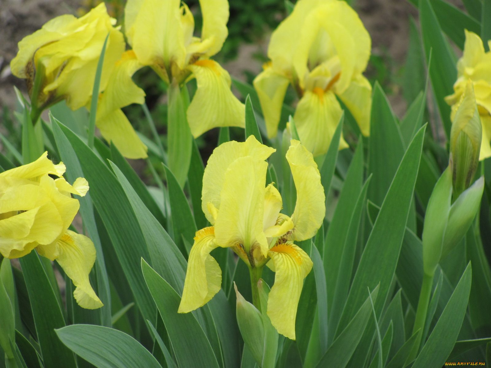 ирисы, цветы