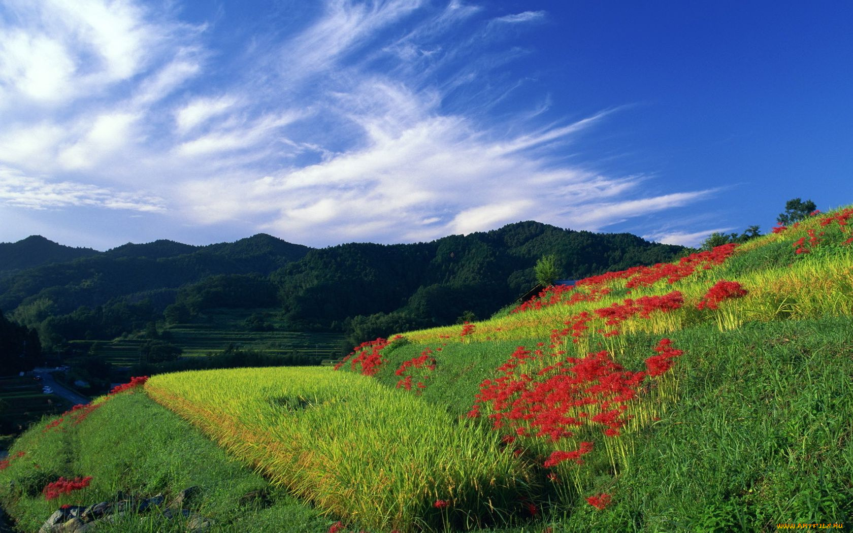 природа, луга