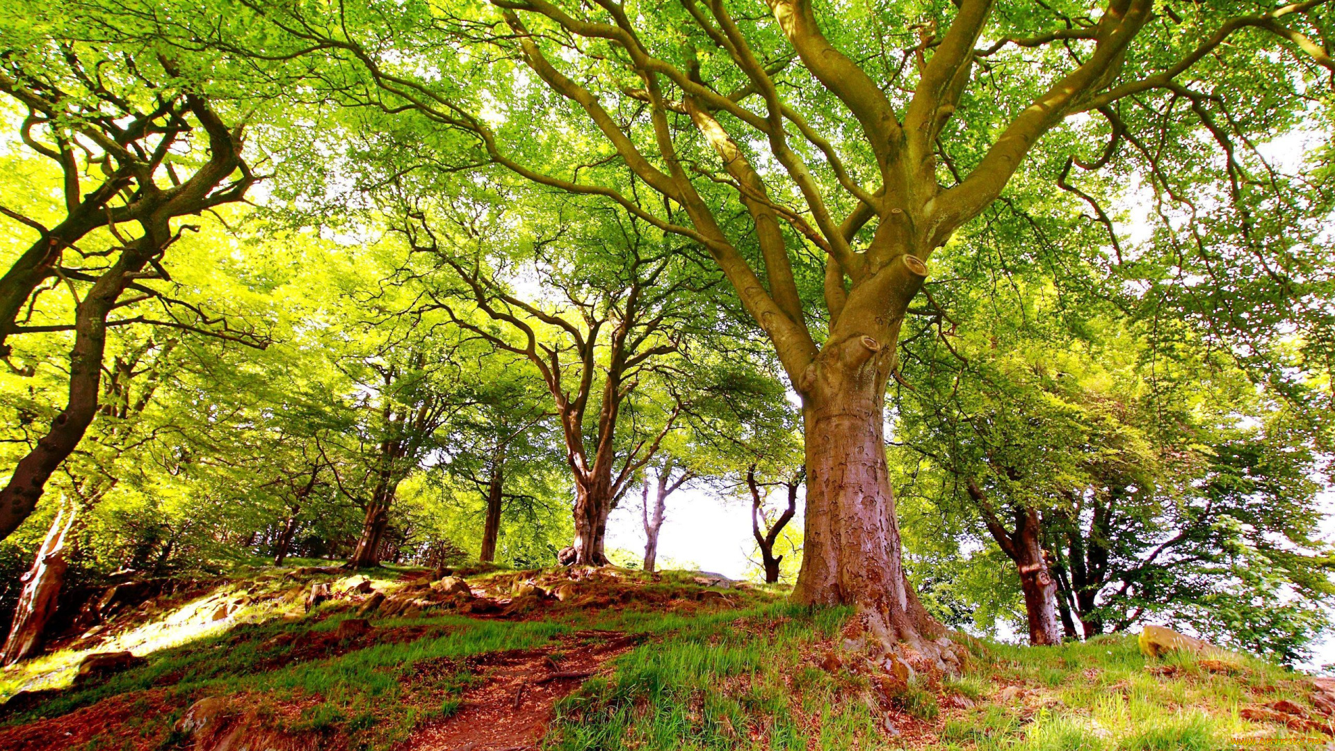 природа, деревья