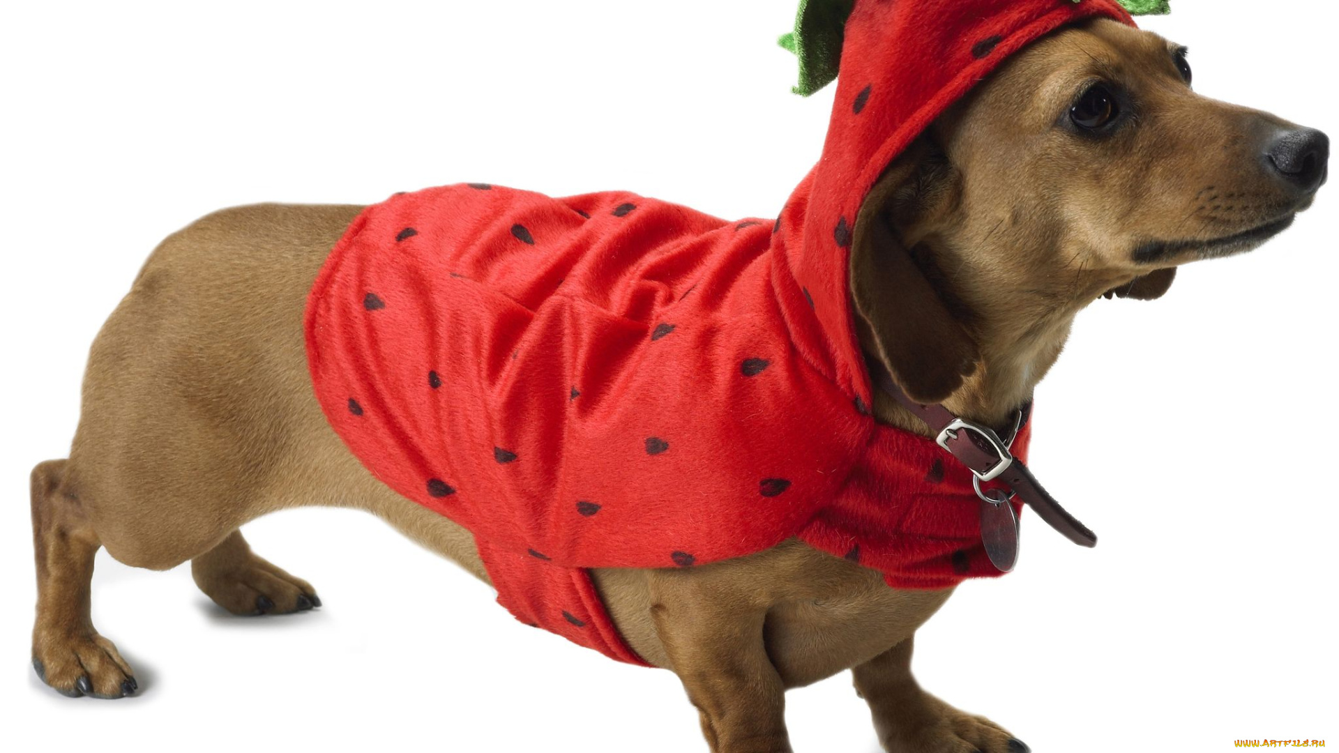 животные, собаки