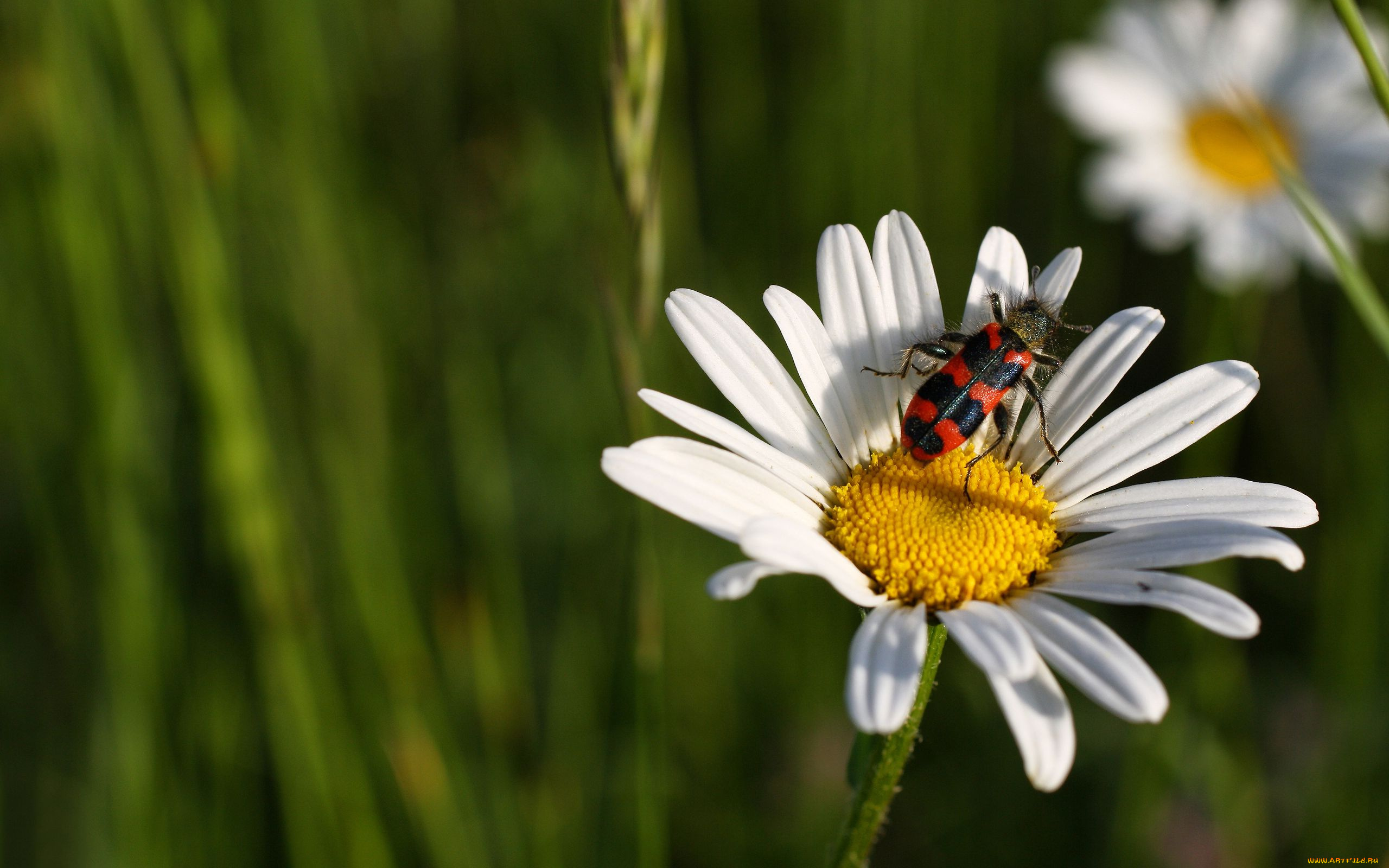 животные, насекомые