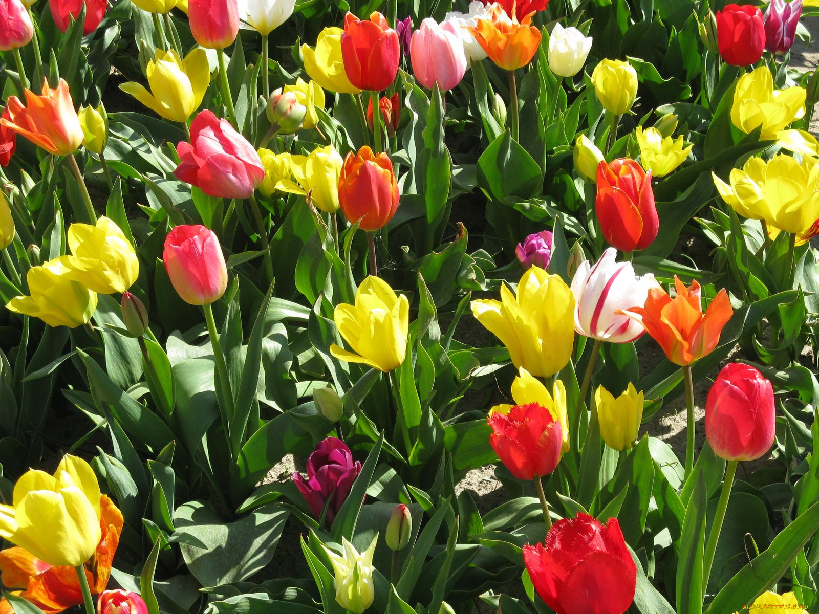 цветы, тюльпаны