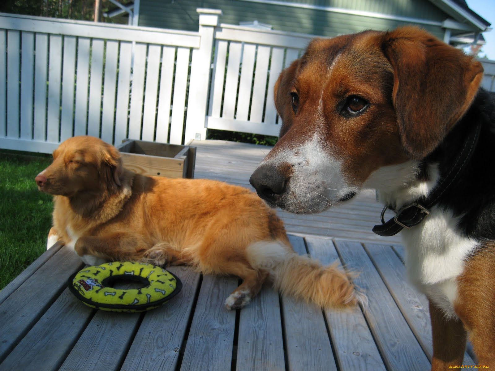 животные, собаки, dog