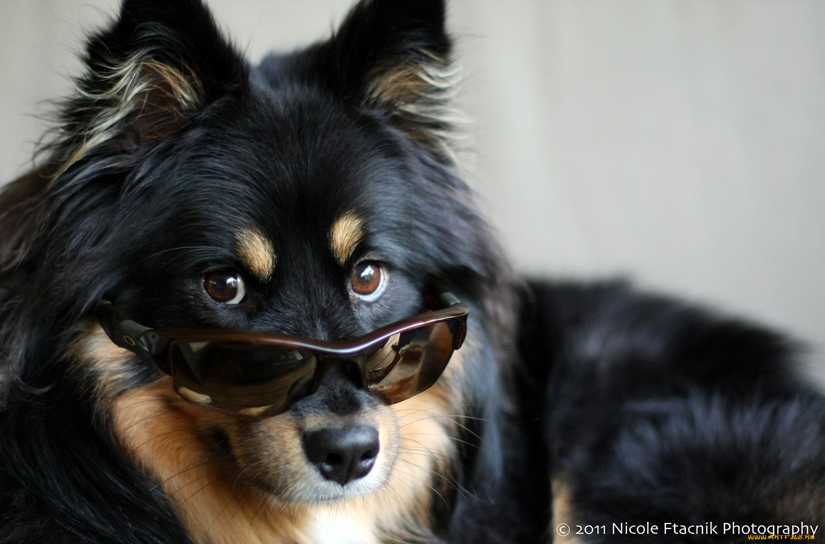 животные, собаки, dog