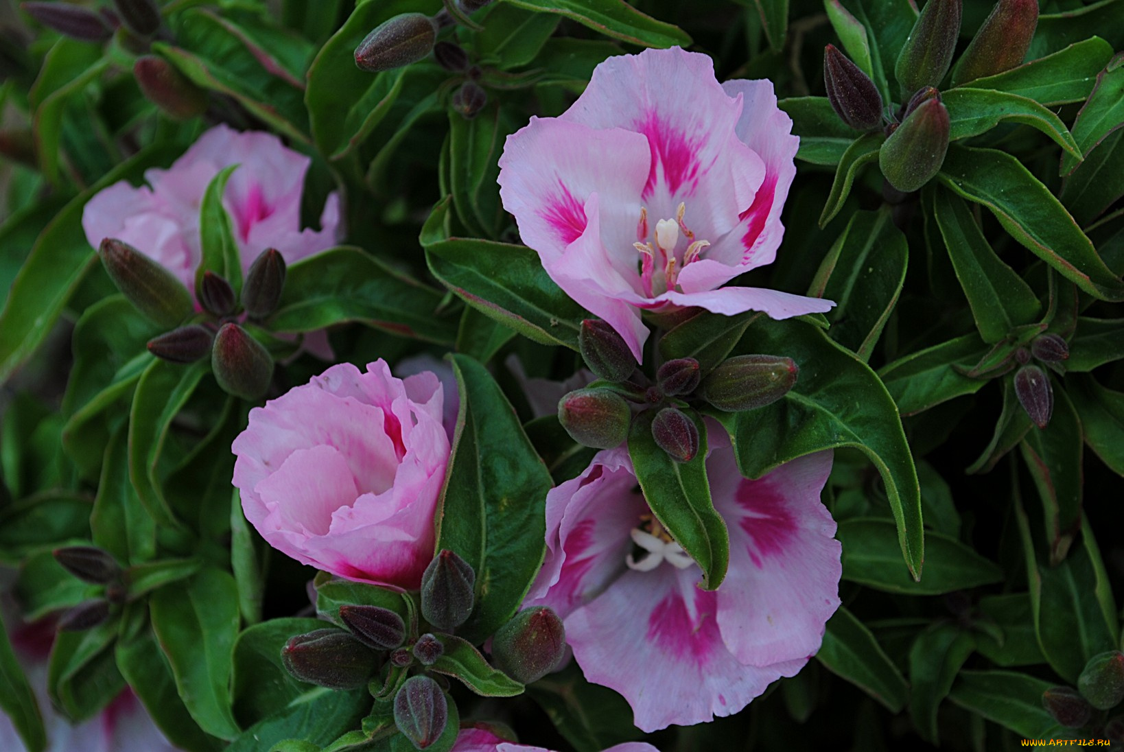 цветы, годеция, листья