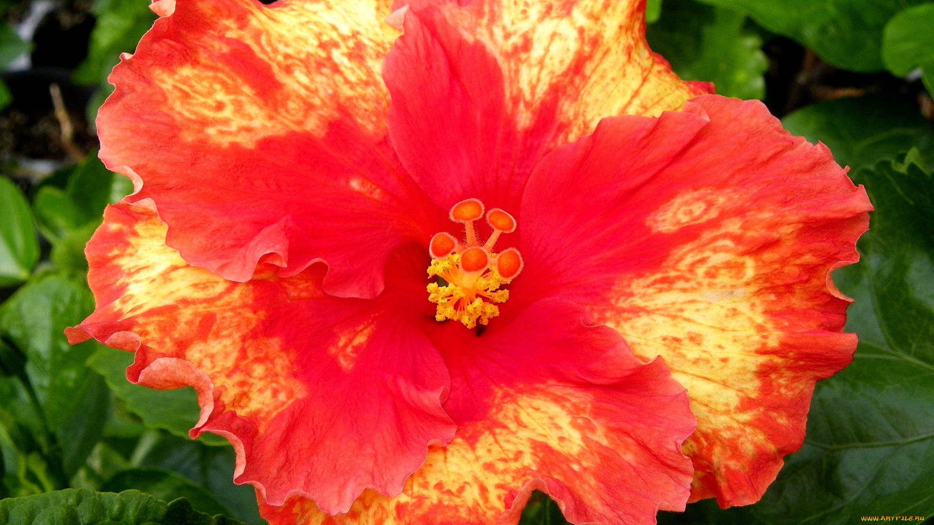 цветы, гибискусы, оранжевый, яркий