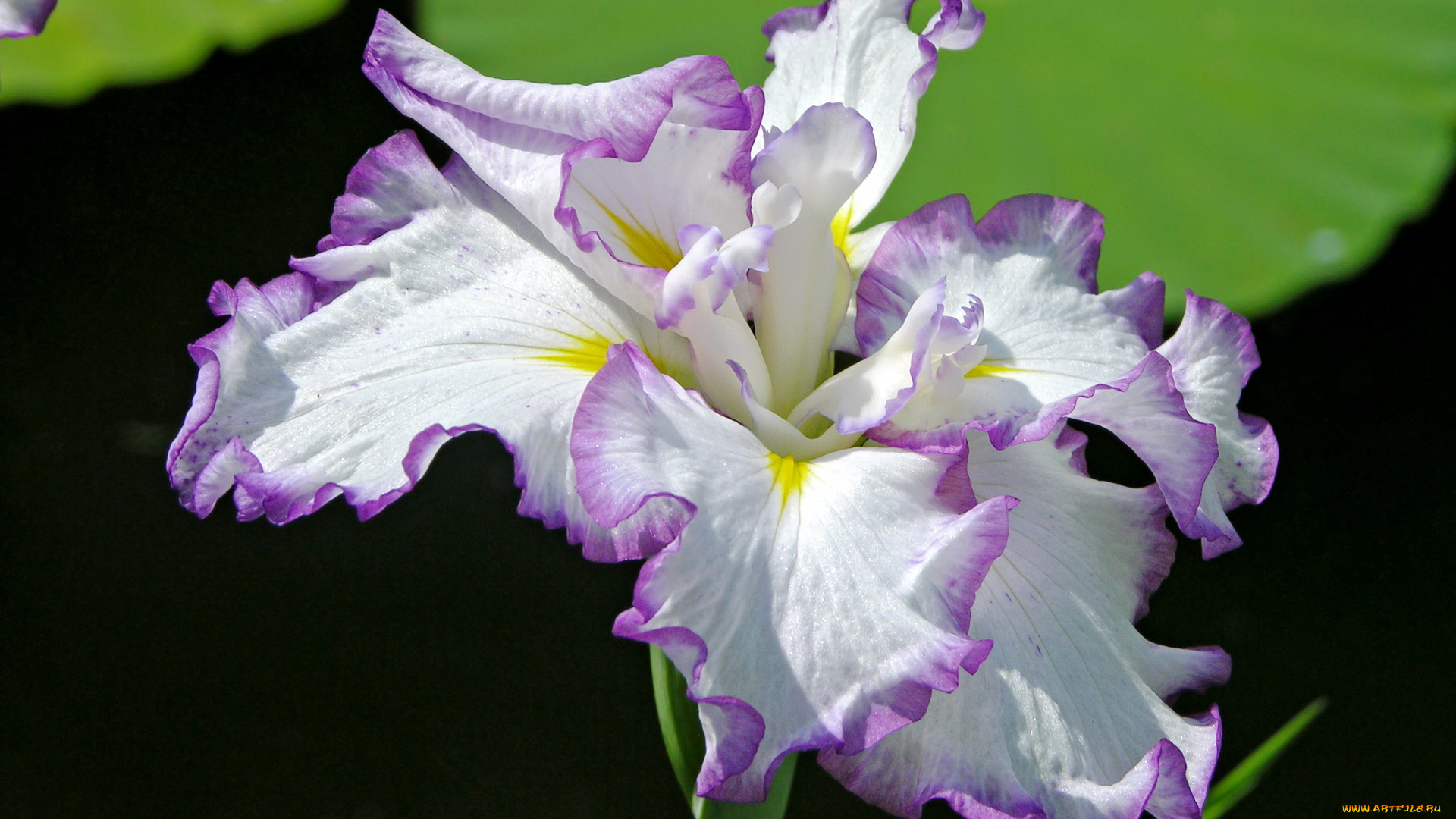 цветы, ирисы