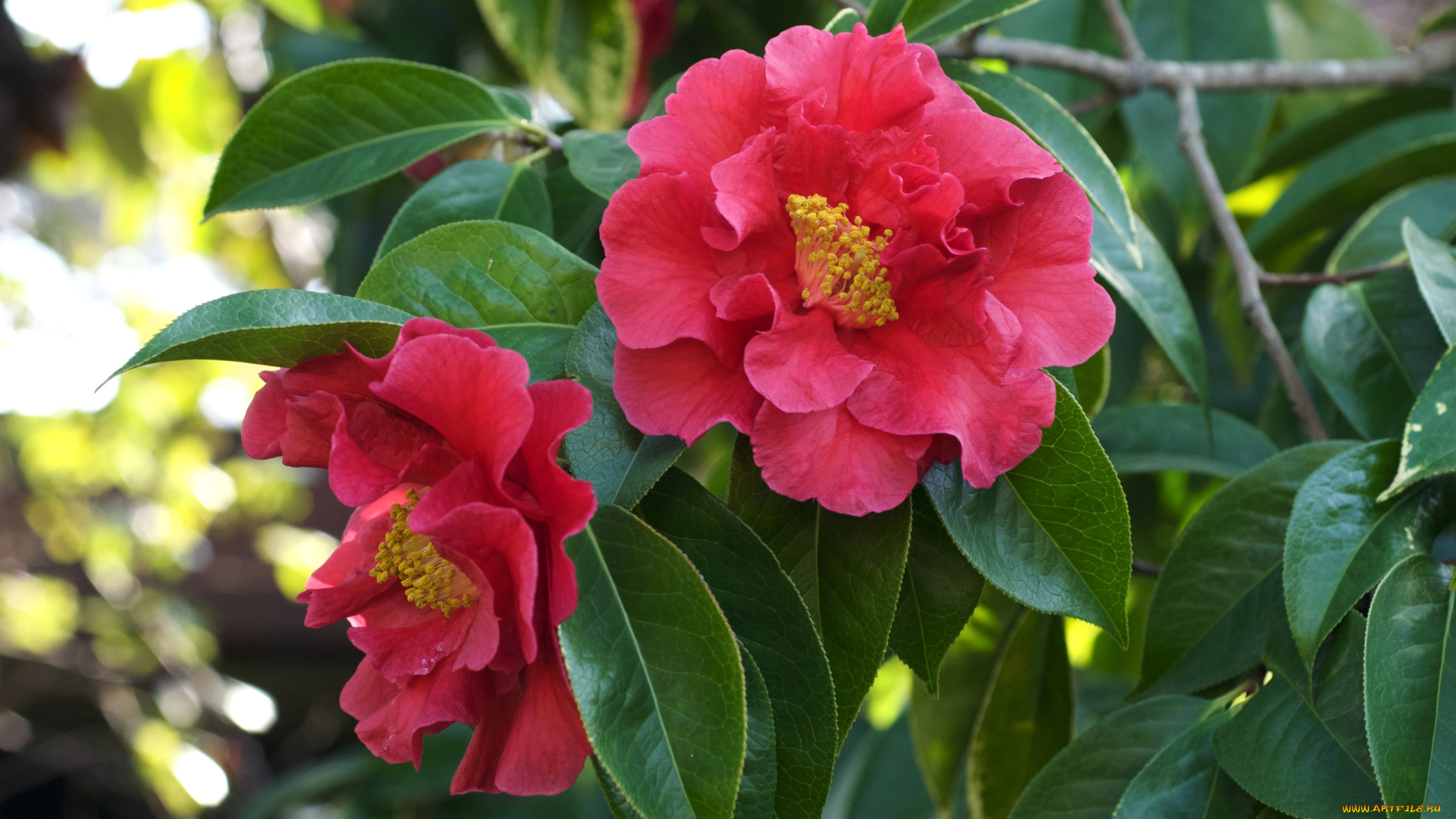 цветы, камелии, ветки, розовый