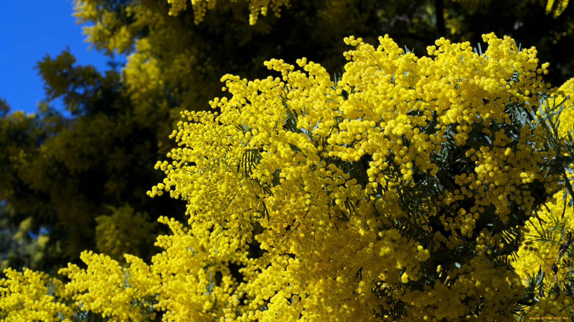 цветы, мимоза, пушистый, желтый, ветки