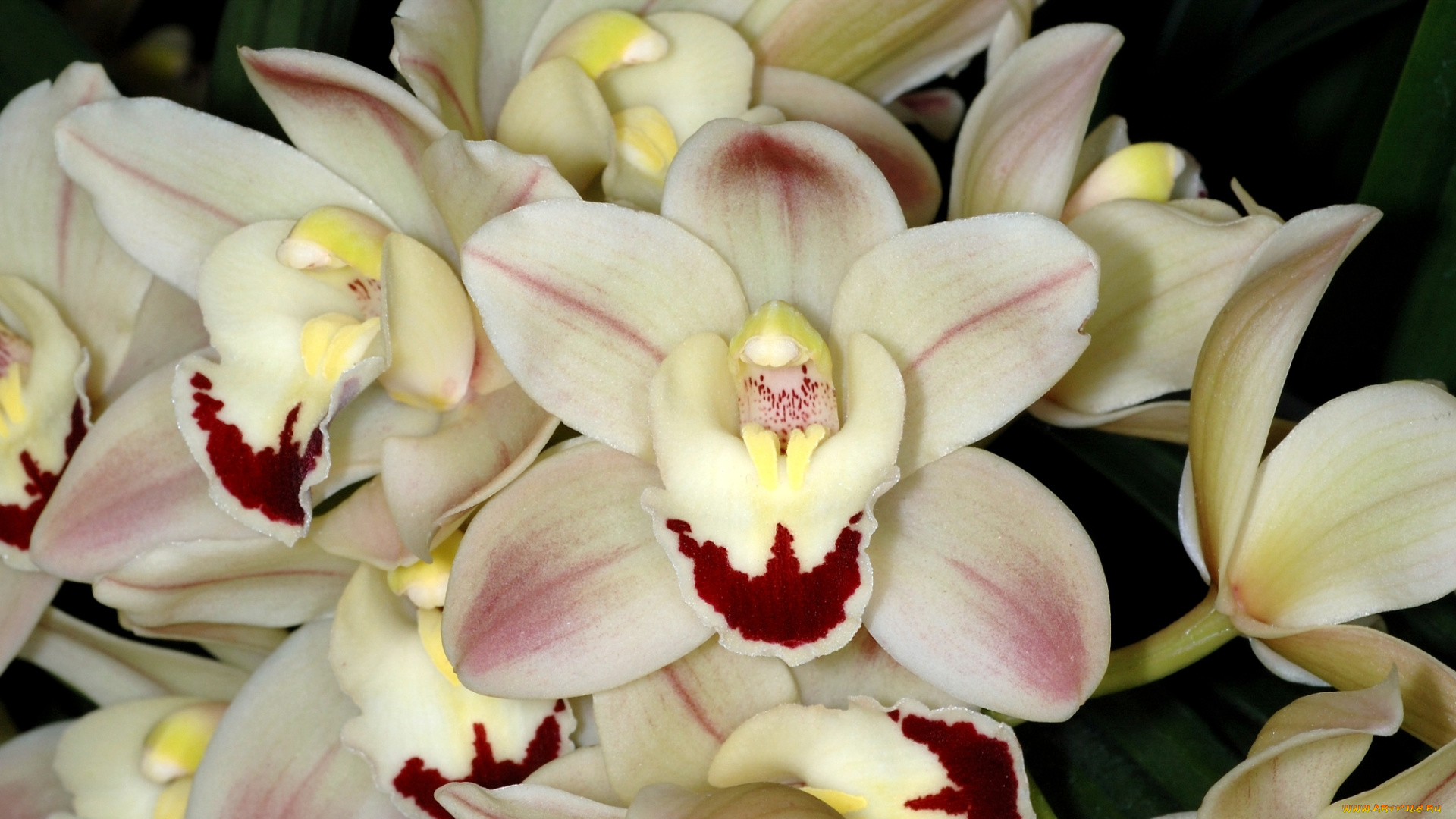 цветы, орхидеи, экзотика, лепестки