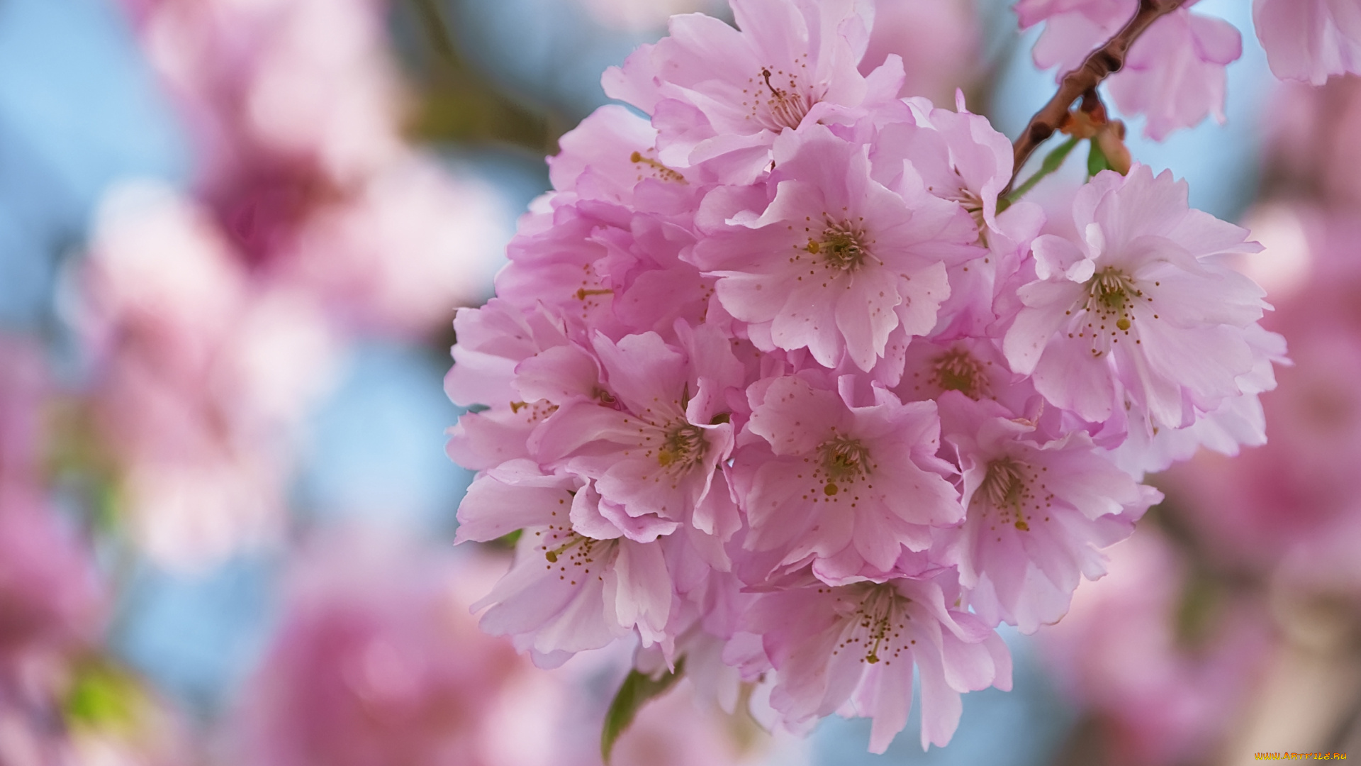 цветы, сакура, вишня, розовый, ветка, нежность