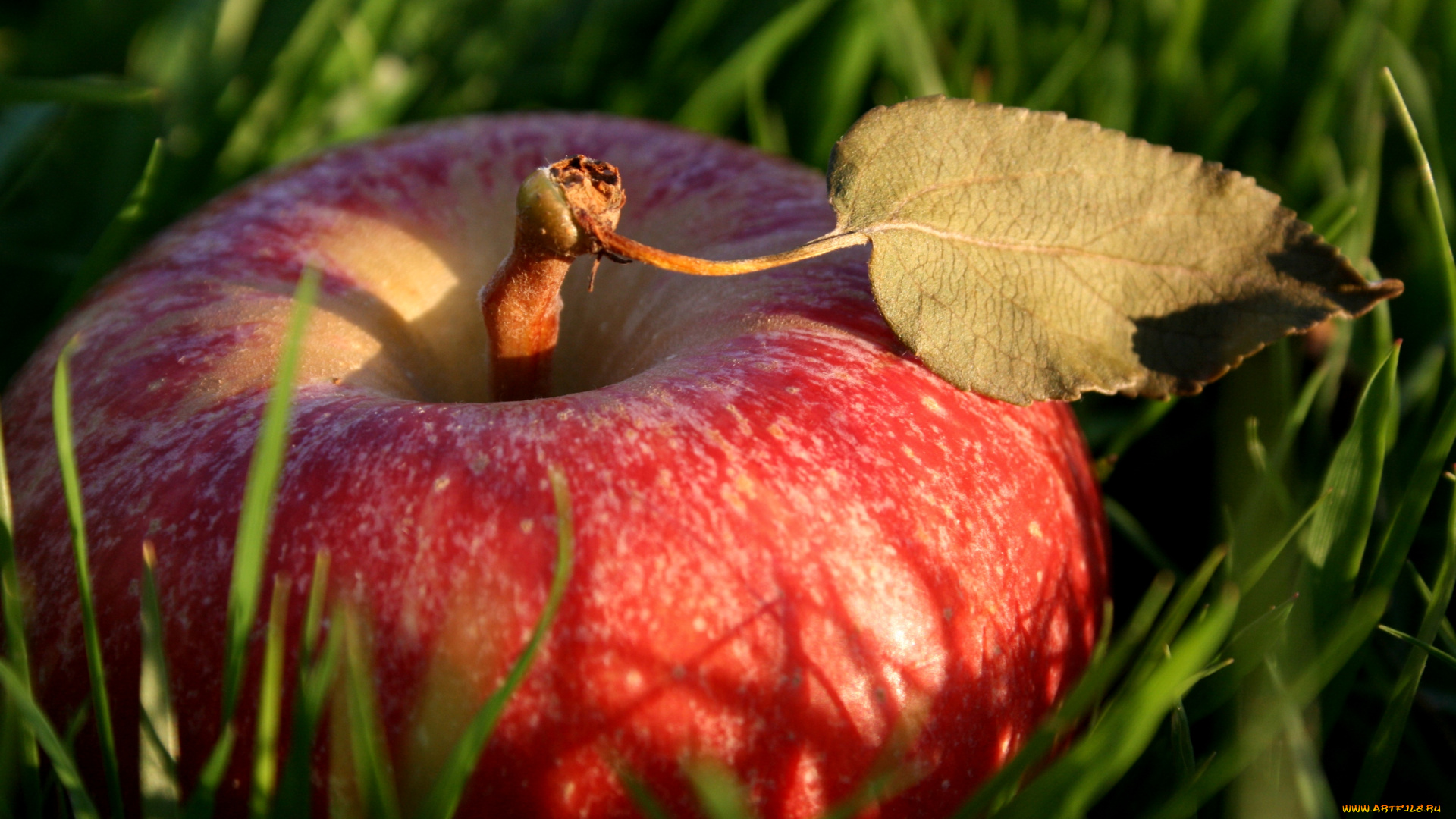 еда, Яблоки, большой, спелый