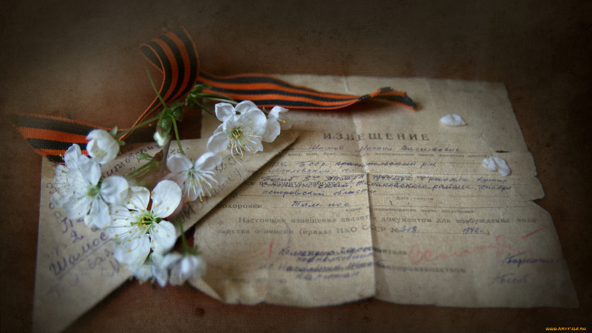 lady, viola, Чтобы, помнили, праздничные, день, победы, георгиевская, лента, скорбь, память, извещение, похоронка