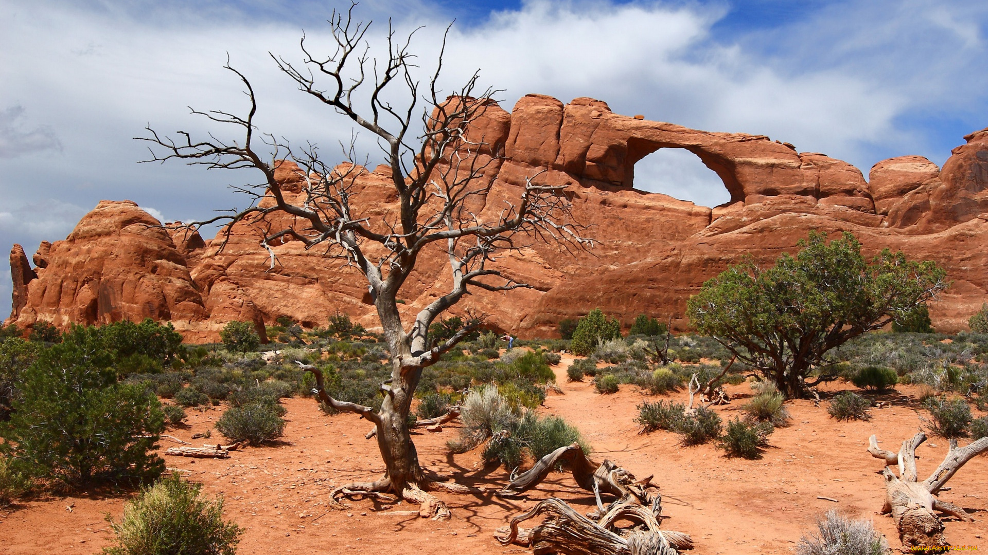 природа, горы, парк, дерево, песок, одиночество, камни