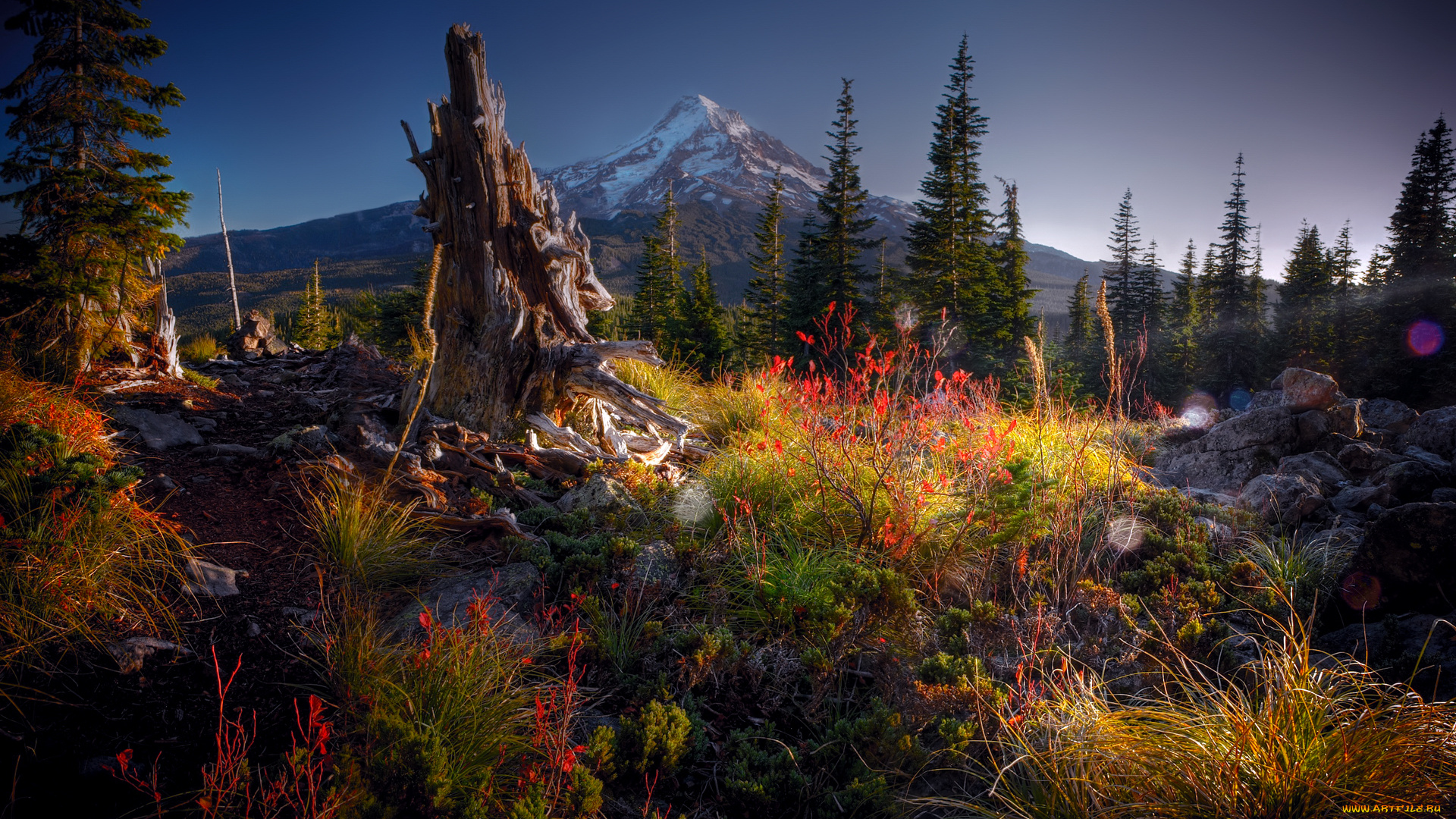 природа, горы, вечер, блики, камни, гора, лес, коряга, кусты, трава